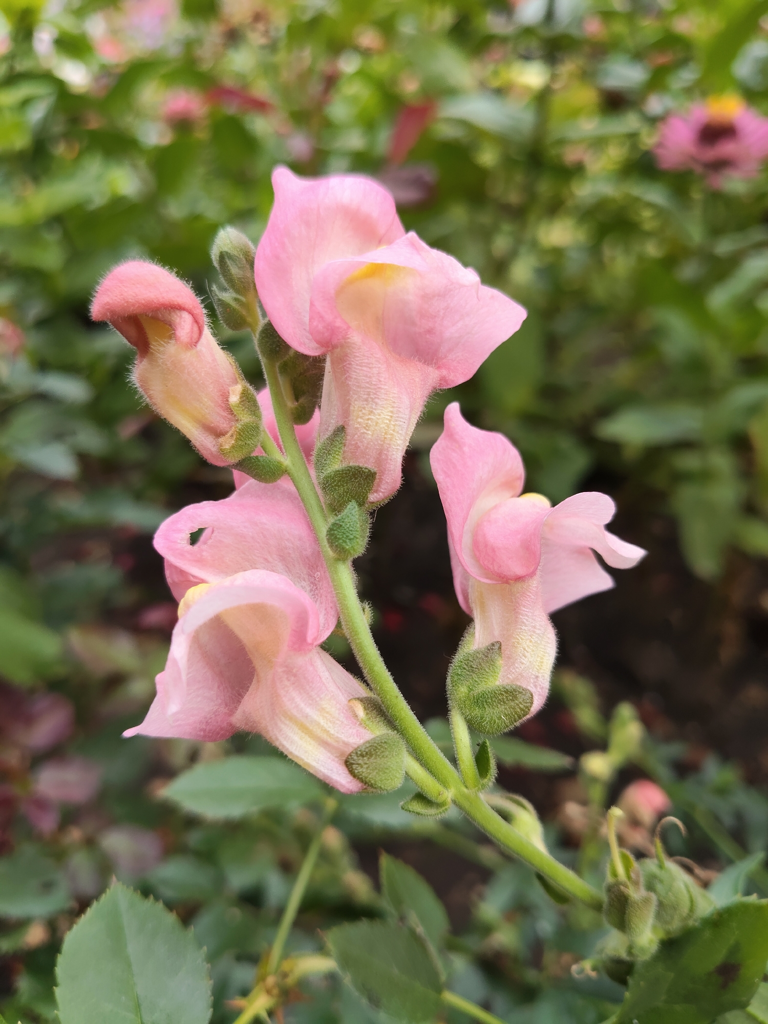 The image shows a close-up of pink snapdragon flowers in a garden. The flowers are on a green stem with small green leaves. The background is blurred green foliage and some pink flowers. The scene appears to be outdoors in a garden setting. The exact location within Gîrbova, Moldova, is not discernible from the image itself.
