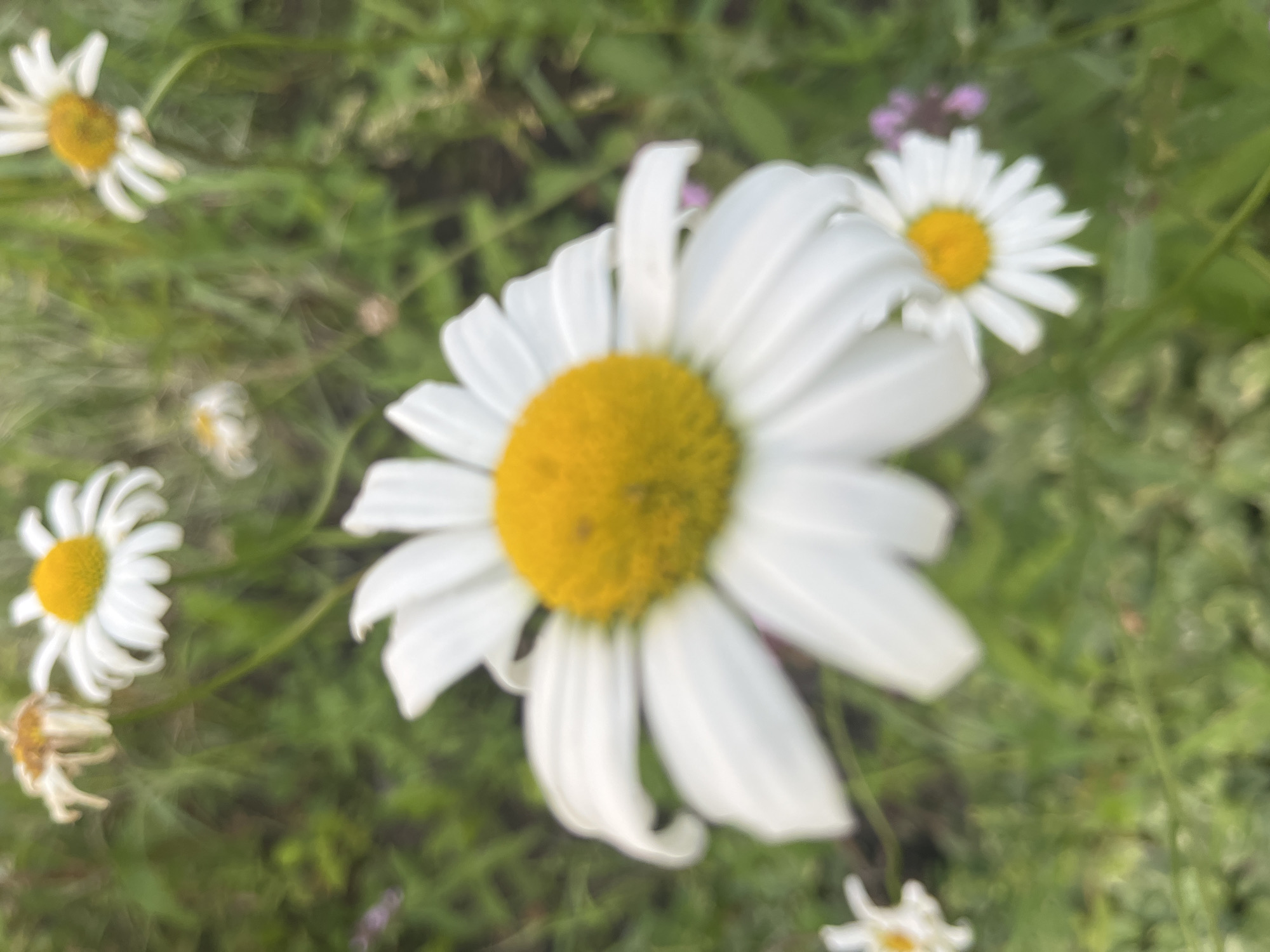The image displays a close-up, out-of-focus view of several daisies in a grassy area. The primary subject is a large daisy in the foreground, with white petals and a yellow center. Other daisies are visible in the background, some in sharper focus than others, and one appears wilted. The overall environment is green and appears to be an outdoor setting, possibly a field or garden. The image does not contain any people, actions, or interactions. There is no information within the image to suggest it is located in Vladimirovka, Russia.