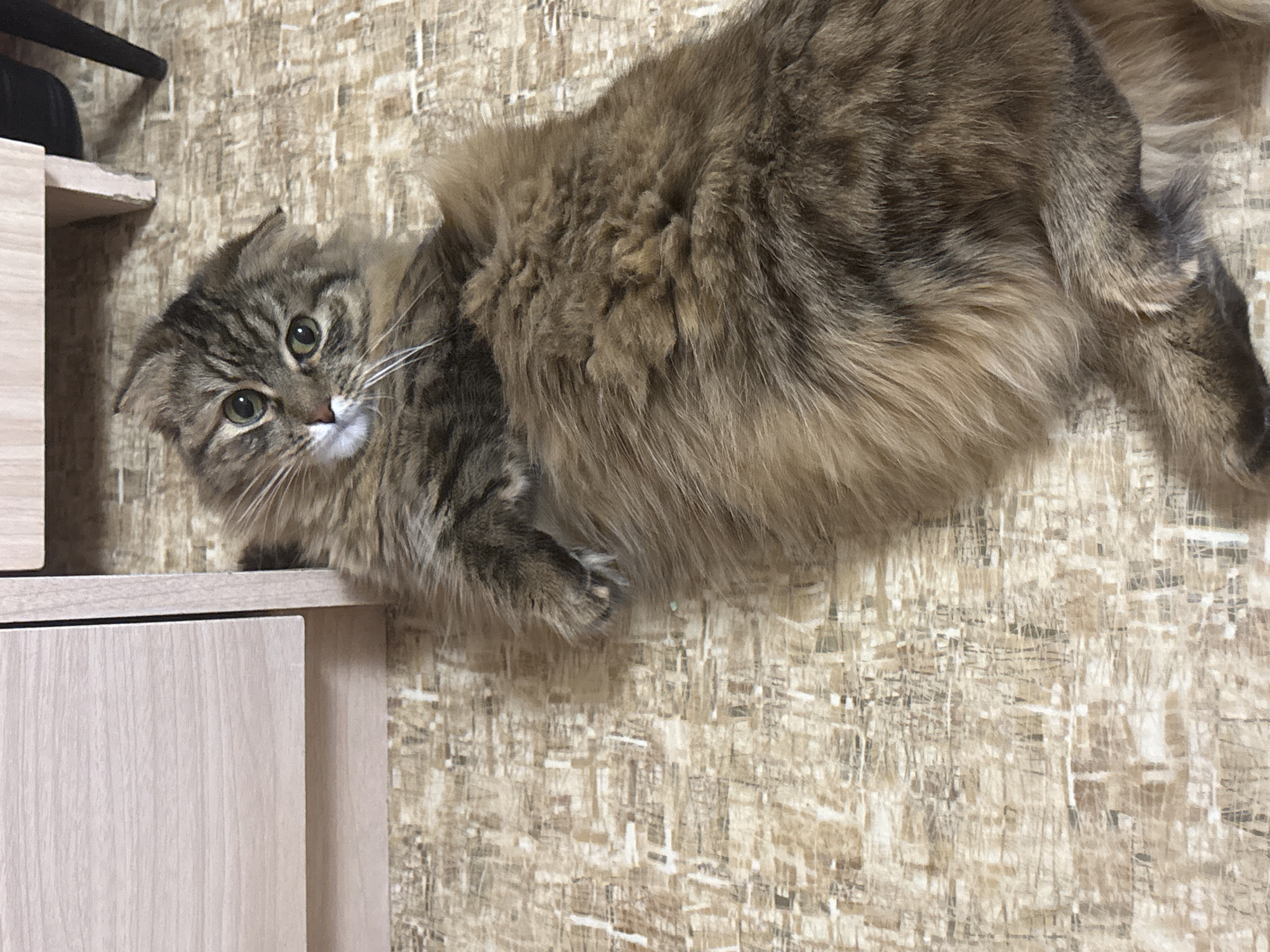 A tan and gray long-haired tabby cat lies on a light brown wooden cabinet. The cat is positioned with its head near the edge of the cabinet, looking towards the camera, and its body extends horizontally across the frame. The background consists of a patterned beige wallpaper. The photograph appears to have been taken indoors in a domestic setting. There is no indication of the image location being in the city of Perm, Russia.
