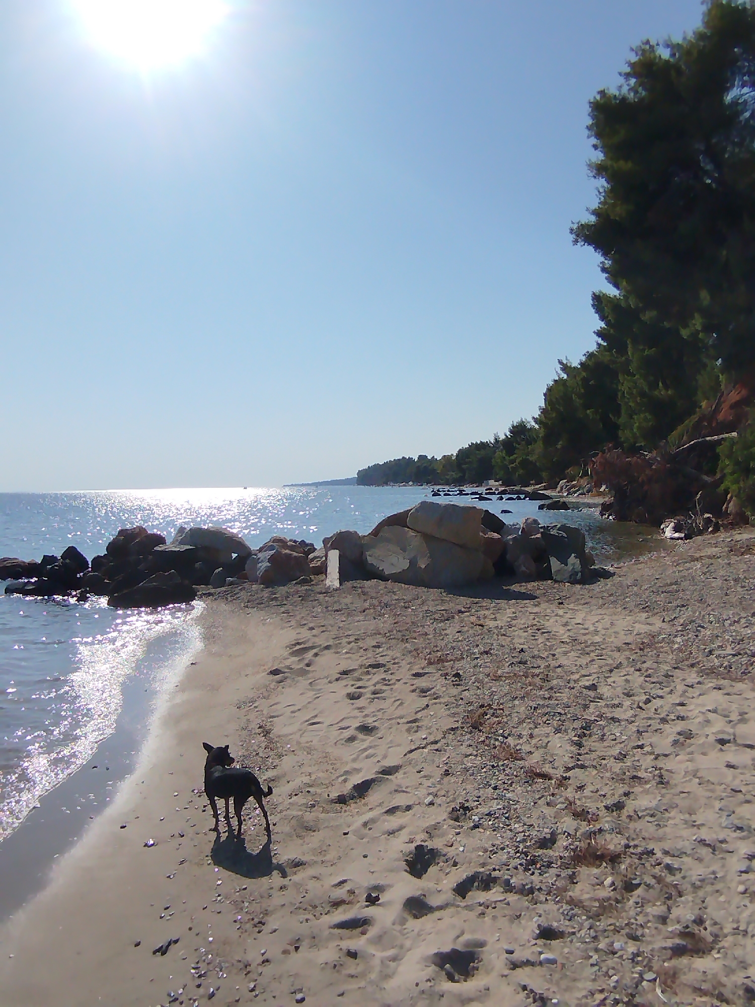 This image depicts a sun-drenched beach scene in the Sithonia Municipal Unit, Greece. A small, dark-colored dog stands on the sandy shore, facing the shimmering blue water. The sea is calm, with gentle waves lapping at the beach. Large rocks are scattered along the coastline, some partially submerged in the water. Pine trees line the edge of the beach, creating a natural barrier between the sand and the land beyond. The sky is a clear, bright blue, with the sun prominently visible in the upper left corner, casting a bright glare on the water. The overall impression is one of a peaceful, natural coastal environment.