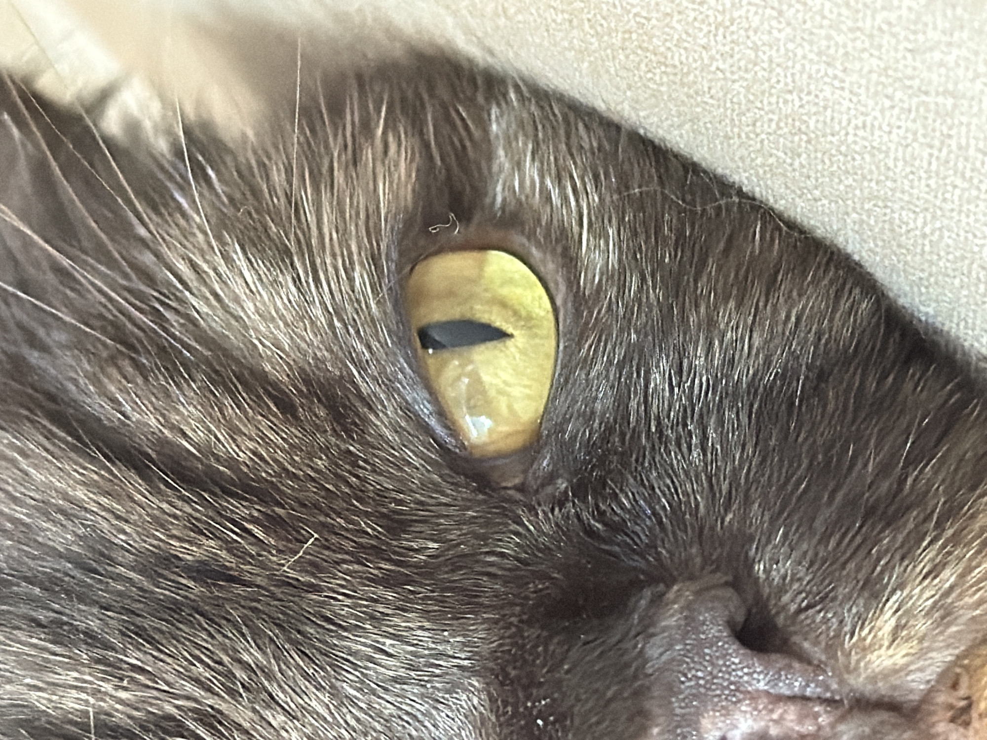 A close-up, eye-level shot focuses on the left eye of a dark-haired cat. The cat's fur, a mix of dark grey and lighter strands, is visible in sharp detail, appearing soft and well-groomed. The eye itself is a striking bright yellow with a vertical, slit pupil. The iris has subtle variations in color, with lighter shades near the pupil and darker hues towards the outer edge. Reflections of light are visible on the surface of the cornea, adding depth to the eye. The cat's nose and part of its muzzle are also visible on the left side of the frame, with a pinkish, textured surface. The background consists of a soft, textured, light-colored fabric, possibly a blanket or pillow, against which the cat is resting. A few stray strands of lighter-colored fur are also present on the cat's face and near the fabric. The scene is devoid of any specific location markers indicating Chaikovsky, Russia; it appears to be an indoor setting.