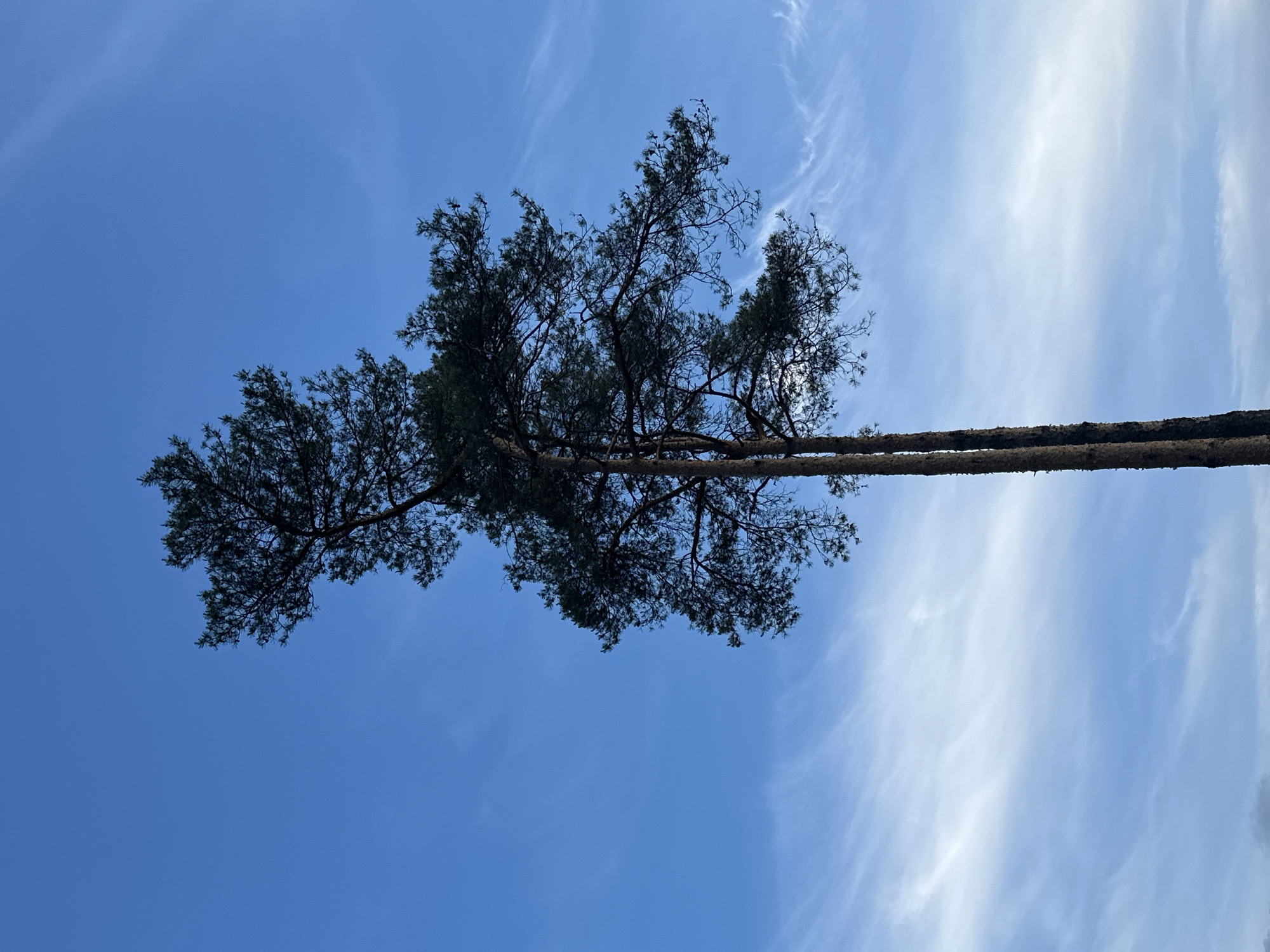 The image displays two tall conifer trees, likely pines, photographed from a low-angle perspective looking upwards towards their canopy against a bright blue sky. The two main tree trunks are visible along the right edge of the vertical frame, ascending towards the top. Their numerous branches, laden with dark green, needle-like foliage and small cones, extend predominantly towards the left and central parts of the image, forming a dense, dark silhouette that contrasts sharply with the sky.
The sky is a vibrant, clear blue, indicating daytime conditions. Scattered throughout the sky, particularly on the right and upper left, are delicate, wispy white clouds consistent with cirrus formations, suggesting fair weather. The scene is devoid of any human presence or activity, focusing solely on the natural elements of the trees and sky. There is no visible text. This serene outdoor setting is located in Minsk, Belarus.