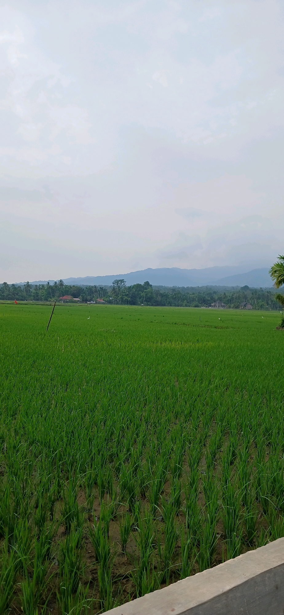 The image captures a panoramic view of lush green rice paddies in Glumpangpayong, Indonesia. The foreground is dominated by rows of young rice plants growing in waterlogged soil. A rough, concrete edge is visible in the bottom right corner, suggesting a pathway or structure bordering the field.
In the mid-ground, the expanse of rice fields continues, with a few scattered white birds visible, indicating the presence of wildlife. A wooden pole stands vertically in the field to the left, possibly a marker or support. Beyond the fields, a line of trees and a few scattered houses form a village landscape.
The background features rolling hills covered in dense vegetation, with a hazy mountain range in the far distance. The sky is overcast with soft, diffused light, creating a serene and tranquil atmosphere. The overall scene depicts a rural agricultural landscape typical of Indonesia.