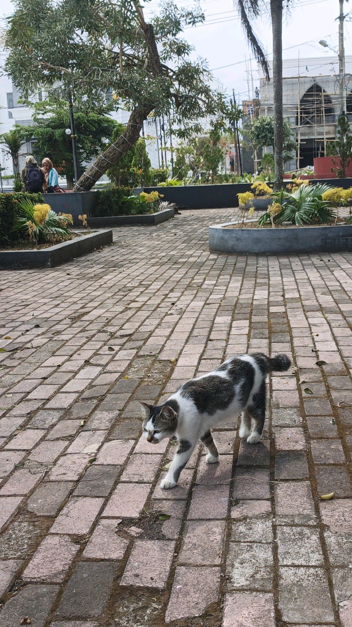 The image depicts a paved walkway in an outdoor setting, possibly a park or public square, in Parigi, Indonesia. The ground is made of reddish-pink bricks laid in a rectangular pattern, with some areas showing signs of wear and tear.
In the foreground, a medium-sized cat with white and gray tabby markings is walking across the bricks. It appears to be a domestic cat, with its body angled slightly downwards as if sniffing the ground or observing something ahead.
In the background, there are several elements suggesting a public space. A large tree with sparse leaves is prominent on the left, its trunk wrapped with a rough binding. Two people, appearing to be women wearing headscarves, are seated on a low wall beneath the tree. One is wearing a dark jacket and has a backpack, while the other is in a light blue top.
Further back, there are landscaped garden beds with green foliage and some bright yellow flowers. Beyond these, a large building is under construction, with scaffolding visible around its structure. The architectural style of the building, with arched windows and a domed or pointed roof, suggests it might be a mosque or a similar religious or cultural building. Power lines are visible in the sky.
The lighting suggests it is daytime, likely morning or late afternoon, with soft shadows cast by the tree and the cat. The weather appears overcast or hazy, as the light is diffused and there are no harsh shadows. The overall scene conveys a sense of everyday life in a public space, with elements of nature, human presence, and ongoing development. There is no visible text in the image.