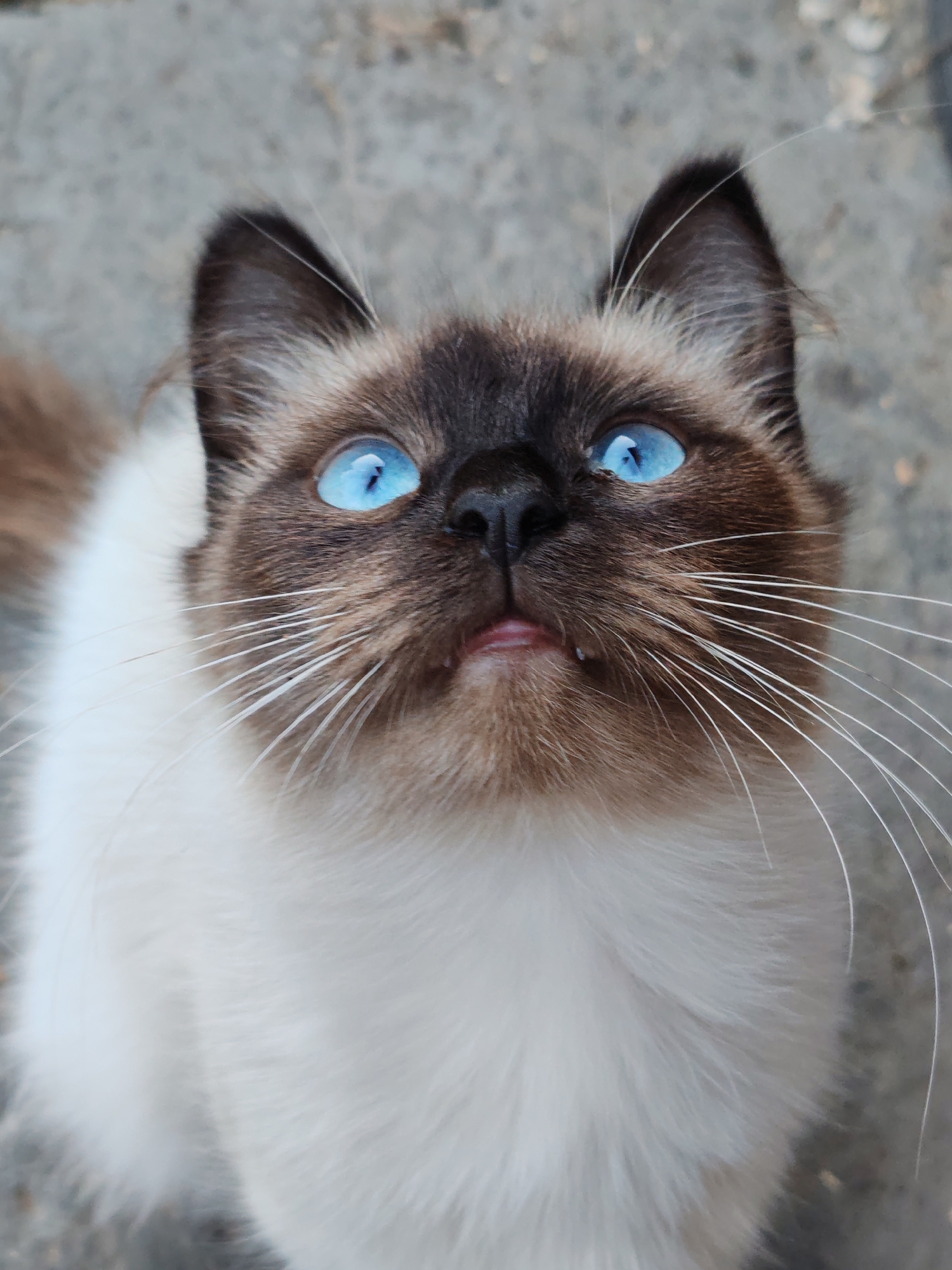 A close-up, vertical, eye-level shot captures a Siamese cat with striking bright blue eyes looking upwards. The cat's fur is primarily white with dark brown points on its face and ears. Its mouth is slightly open, revealing a pink tongue and a small portion of its teeth. Long, white whiskers extend outwards from its muzzle. The background consists of a rough, gray, outdoor surface, possibly pavement or concrete, with some indistinct texture. The image appears to be taken in an outdoor setting in the city of Kashino, Russia.