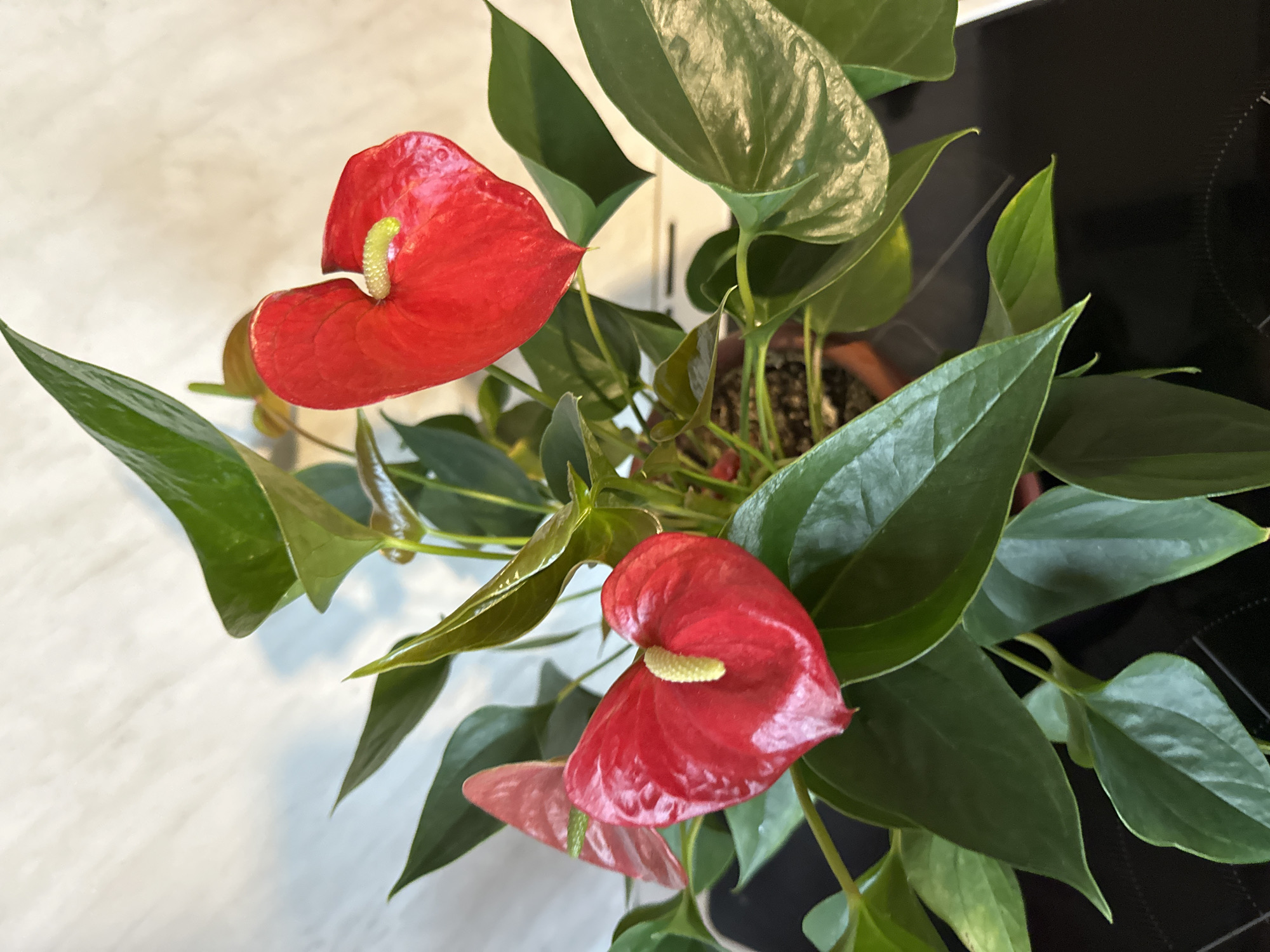 A high-angle, close-up shot depicts a potted Anthurium plant featuring red spathes with cream-colored spadices. The plant is surrounded by multiple green leaves, varying in size and orientation. The background shows a blurred white surface on the left and a black surface on the right. There's no indication of Montana, Bulgaria. There are no people, actions, or interactions in the image.