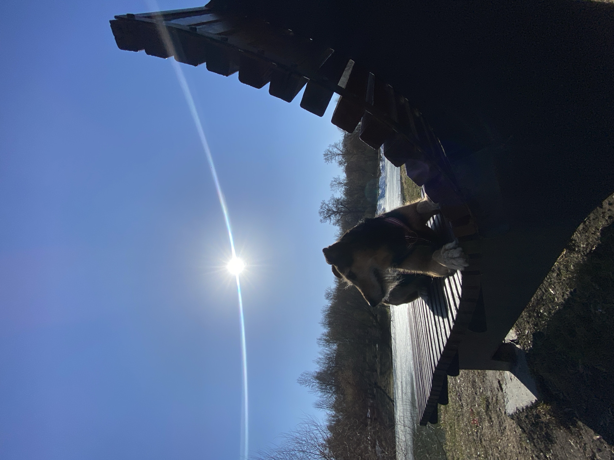 A dog is lying on a bench under a covered structure. The bench is located outdoors with a view of bare trees and what appears to be a body of water or a light-colored surface, possibly snow-covered ground. The sun is shining brightly in a clear, blue sky. The photograph appears to be taken from a low angle, looking up at the bench and dog. There is no indication of the location being Moscow, Russia.