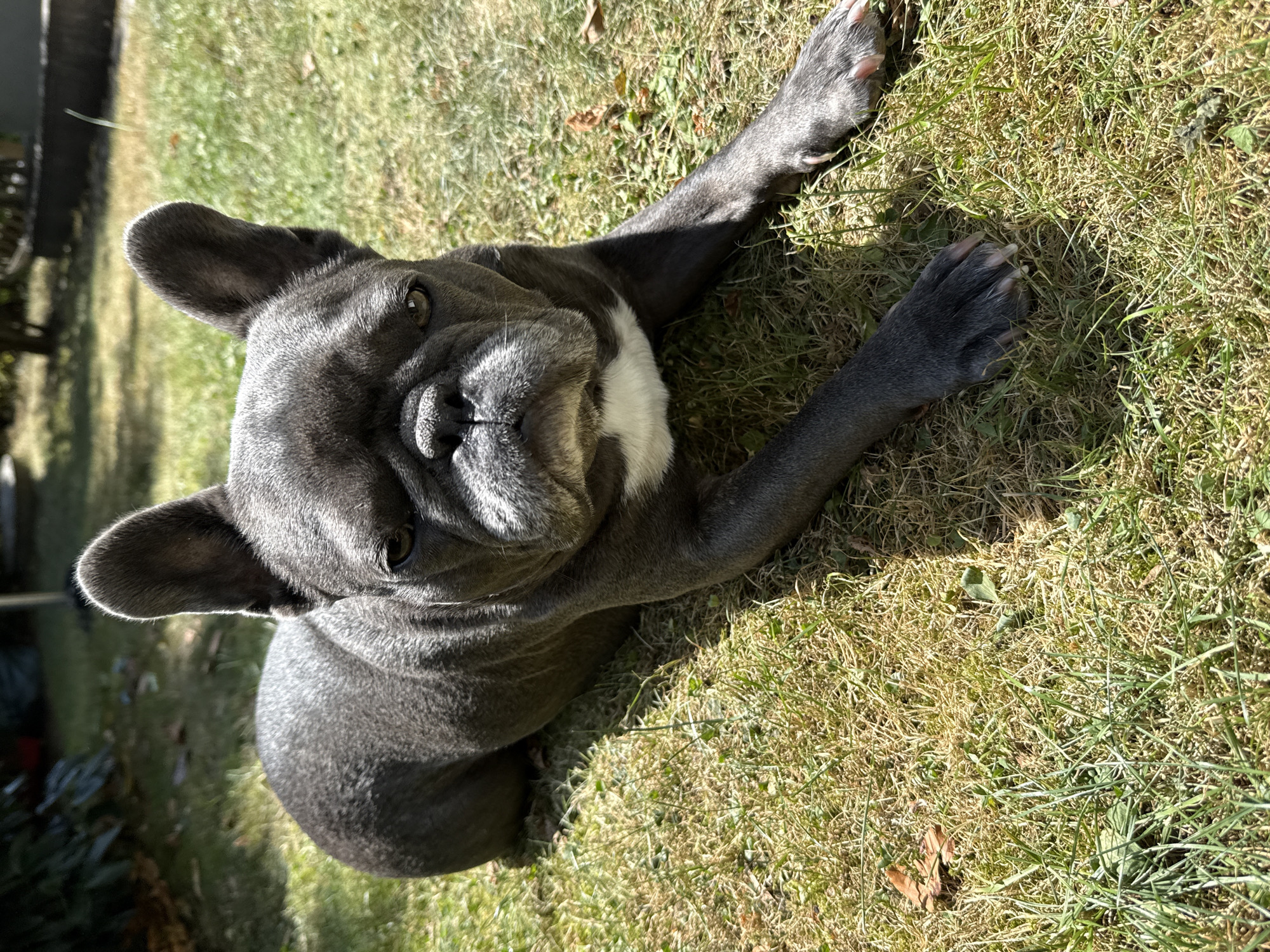 A blue French bulldog lies on a sun-drenched lawn in Bad Sachsa, Germany. The dog is dark gray with a white patch on its chest and is facing the camera, with its front paws extended. The grass is a mix of green and dry, with a few fallen leaves scattered around. Sunlight casts a shadow of the dog on the ground. In the background, blurred greenery and what appears to be a stone wall are visible.