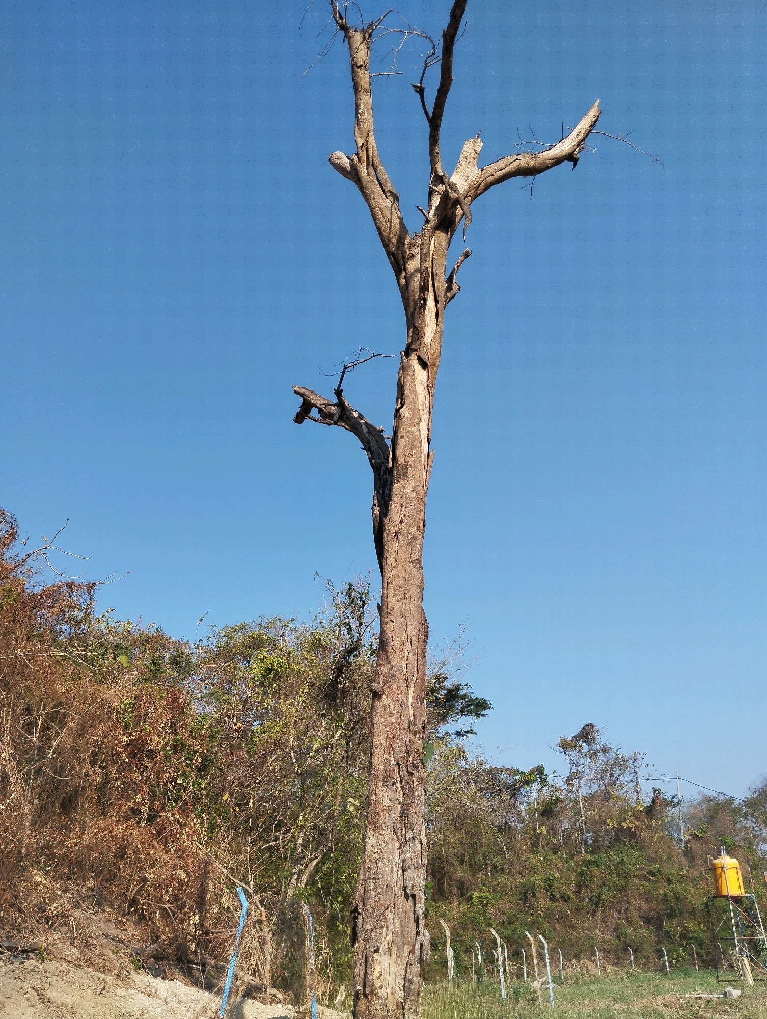 A tall, dead tree with a rough, gnarled trunk and bare branches stands in the foreground against a clear blue sky. The tree is located in a natural area with dense foliage and dry brush surrounding its base. In the background, a line of fence posts runs across a grassy field, and a yellow water tank is visible on a metal structure. The environment suggests a rural or semi-rural setting, possibly in Kedungsumber, Indonesia.