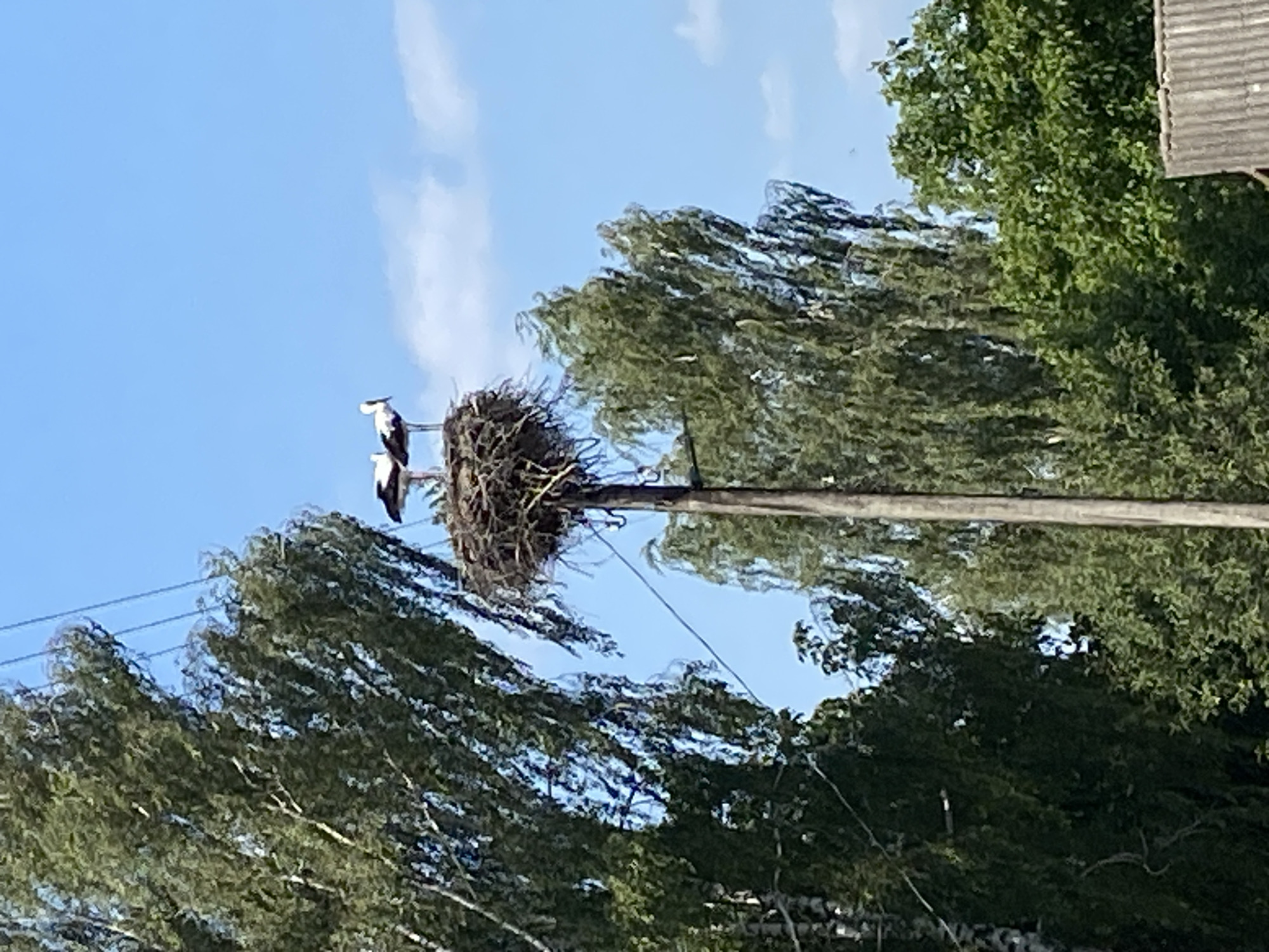 The image depicts a close-up view of a stork's nest atop a utility pole in the village of Vouchyn, Belarus. Two storks are visible standing within the large, woven nest. The nest is situated high on the pole, which is positioned among a cluster of tall, leafy trees with green foliage. The sky above is a clear blue with scattered white clouds. In the lower right corner, a portion of a grey, corrugated roof is visible, suggesting the presence of a building. The overall scene is rural, with a focus on nature and avian life.
