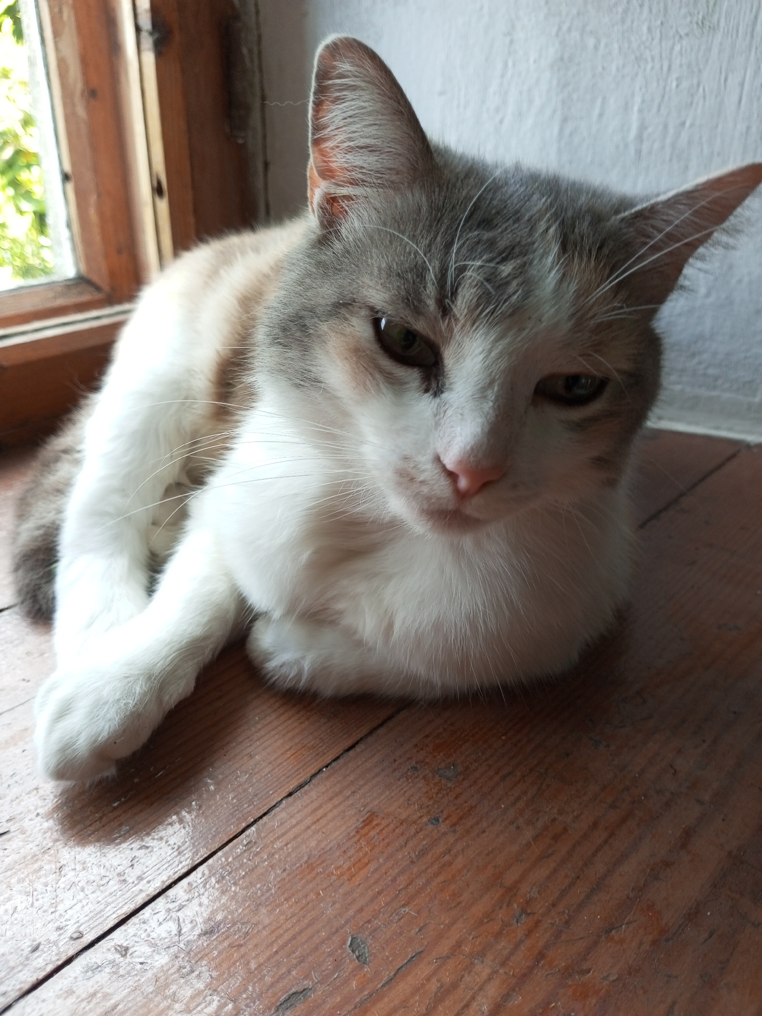 A medium shot captures a domestic shorthair cat resting on a wooden floor next to a window. The cat, with a tri-color coat of white, grey, and light brown, is curled on its side, facing the viewer. Its head is tilted slightly, and its eyes are open, looking forward with a calm expression. The cat's front paws are tucked beneath its chest.
The environment consists of a wooden floor with visible grain and some scuff marks, suggesting age or use. To the left, a wooden window frame surrounds a pane of glass, through which blurred green foliage can be seen, indicating an outdoor setting. The background is a textured white wall. The lighting appears to be natural, coming from the window, casting soft shadows. The location is described as Ароматновское сельское поселение, Ukraine.