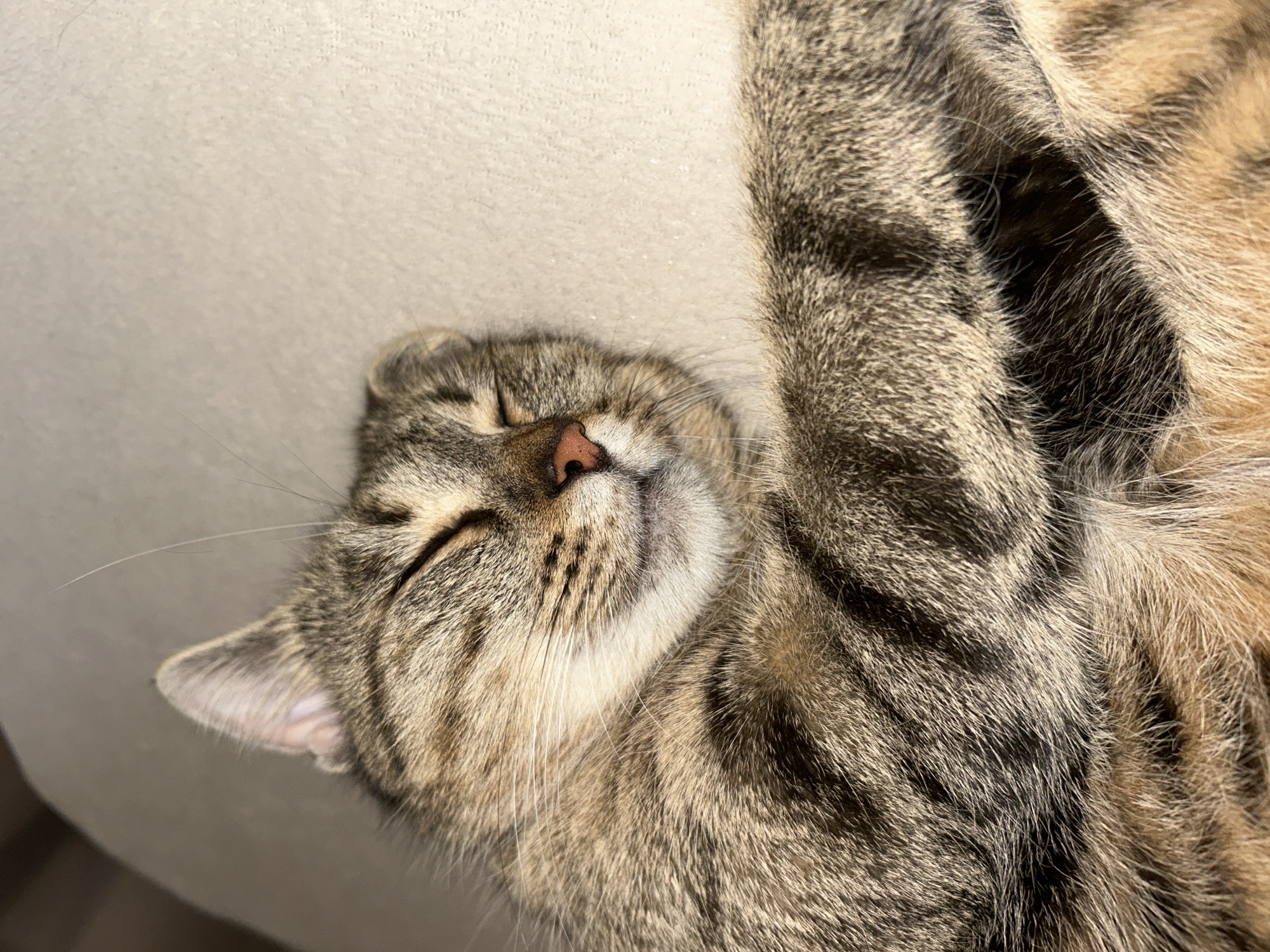 This image, originating from Sofia, Bulgaria, depicts a domestic tabby cat in a state of rest. The cat is positioned on a plain, light-beige textured surface, with its eyes closed and its head turned slightly to its right. Its pink nose is prominently visible, surrounded by a dense array of long, white vibrissae (whiskers). The fur exhibits a distinct mackerel tabby pattern, characterized by alternating stripes of dark brown/black and lighter tan/grey tones across its body and face. The cat's left ear is partially visible in the upper-left quadrant, showing fine fur and internal structure. A portion of a front paw or leg, covered in similarly patterned fur, is visible in the lower-right. The lighting appears soft and diffused, illuminating the fur texture without harsh shadows. No human subjects or additional contextual objects are present within the frame.