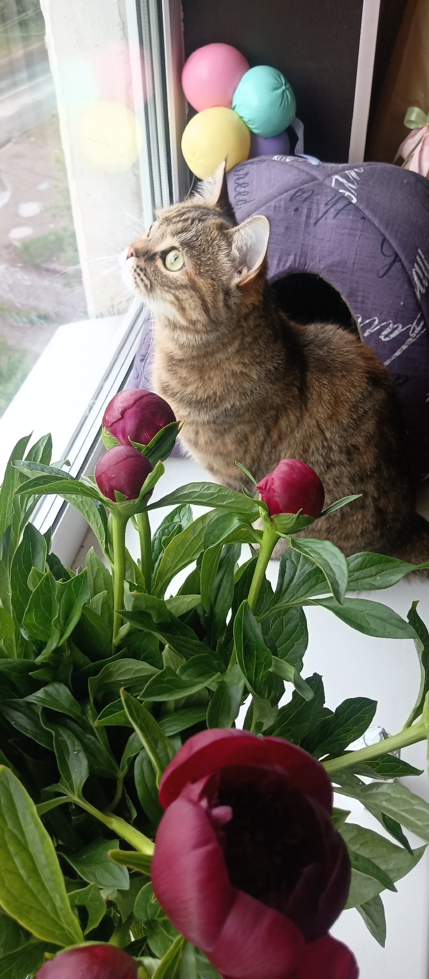 A medium shot depicts a cat sitting on a windowsill next to a bouquet of red peonies. The cat, a tabby with brown and gray stripes, is gazing out the window, its green eyes wide. The peonies in the foreground are a deep red color and are in various stages of bloom, with some still tightly closed buds and others beginning to open. Behind the cat, there is a purple pillow, and a set of small, pastel-colored balls is resting on top of it. Outside the window, there is a glimpse of an urban environment, but the details are indistinct. The location is Unknown, Unknown.