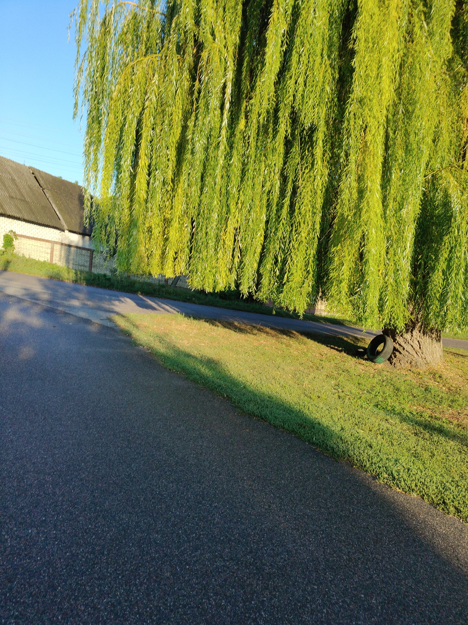 The image depicts a serene rural scene in Cherkasy, Ukraine, bathed in the warm glow of late afternoon sun. A magnificent weeping willow tree dominates the right side of the frame, its long, verdant branches cascading downwards, creating a natural curtain of foliage. The tree's textured bark is rough and weathered, hinting at its age. Leaning against its base is a discarded black tire, its rubber worn and faded.
To the left, a paved road stretches into the distance, its dark asphalt contrasting with the vibrant green grass that lines its edge. The grass is neatly trimmed, suggesting a maintained area. Beyond the grass, a low fence made of brick and metal separates the roadside from a building with a grey tiled roof. The building appears to be a modest rural structure, possibly a house or a barn, with a weathered appearance. The sky above is a clear, bright blue, devoid of clouds, signifying fair weather. Long shadows are cast across the road and the grassy verge, indicating the sun's low angle in the sky. The overall impression is one of tranquility and rustic simplicity.