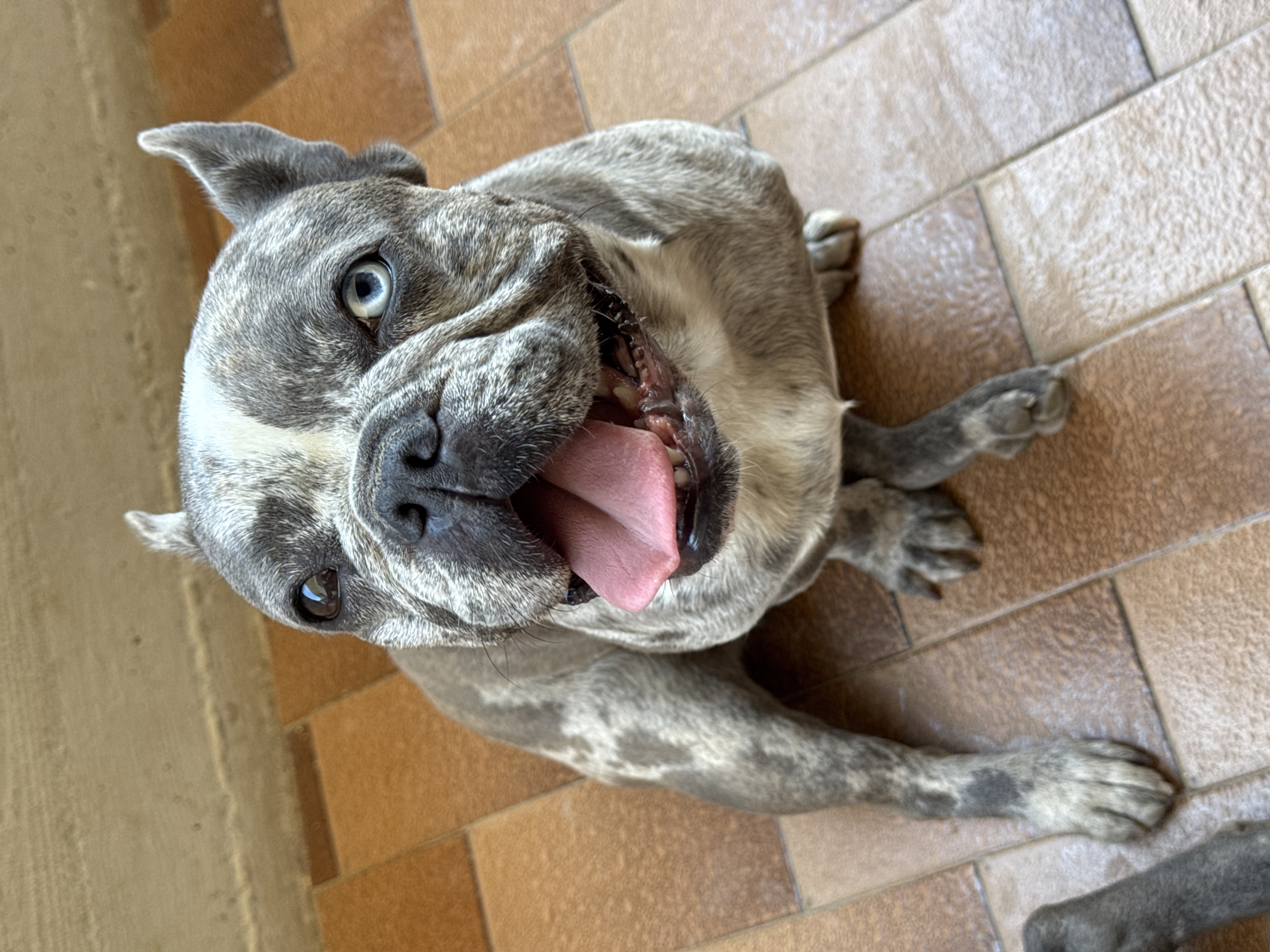 A French bulldog with a merle coat and heterochromia, one blue eye and one brown eye, sits on a tiled floor. The dog's mouth is open, with its pink tongue visible. The dog appears to be looking directly at the camera. The background consists of a wall with a light-colored texture and more of the tiled floor. There are no people or other animals clearly visible in the frame, though a gray object resembling another dog's limb is partially visible in the bottom left corner. The scene does not provide any specific information that would indicate its location in San Benedetto del Tronto, Italy.