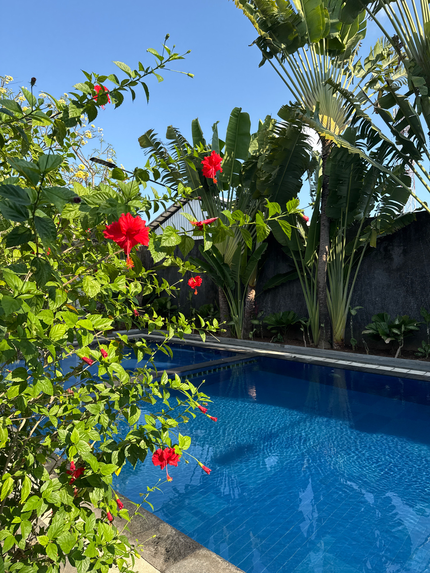 This is an outdoor shot of a swimming pool area with lush tropical foliage and red hibiscus flowers in the foreground. The bright blue swimming pool takes up the right half of the image and features a tiled bottom. Beyond the pool, a dark grey wall serves as a backdrop to several tall traveler's palm trees and other green plants. The sky is a clear, bright blue. The scene appears to be a private residence or resort in Denpasar, Indonesia, given the tropical vegetation and architectural style. There are no people or animals visible in the image.