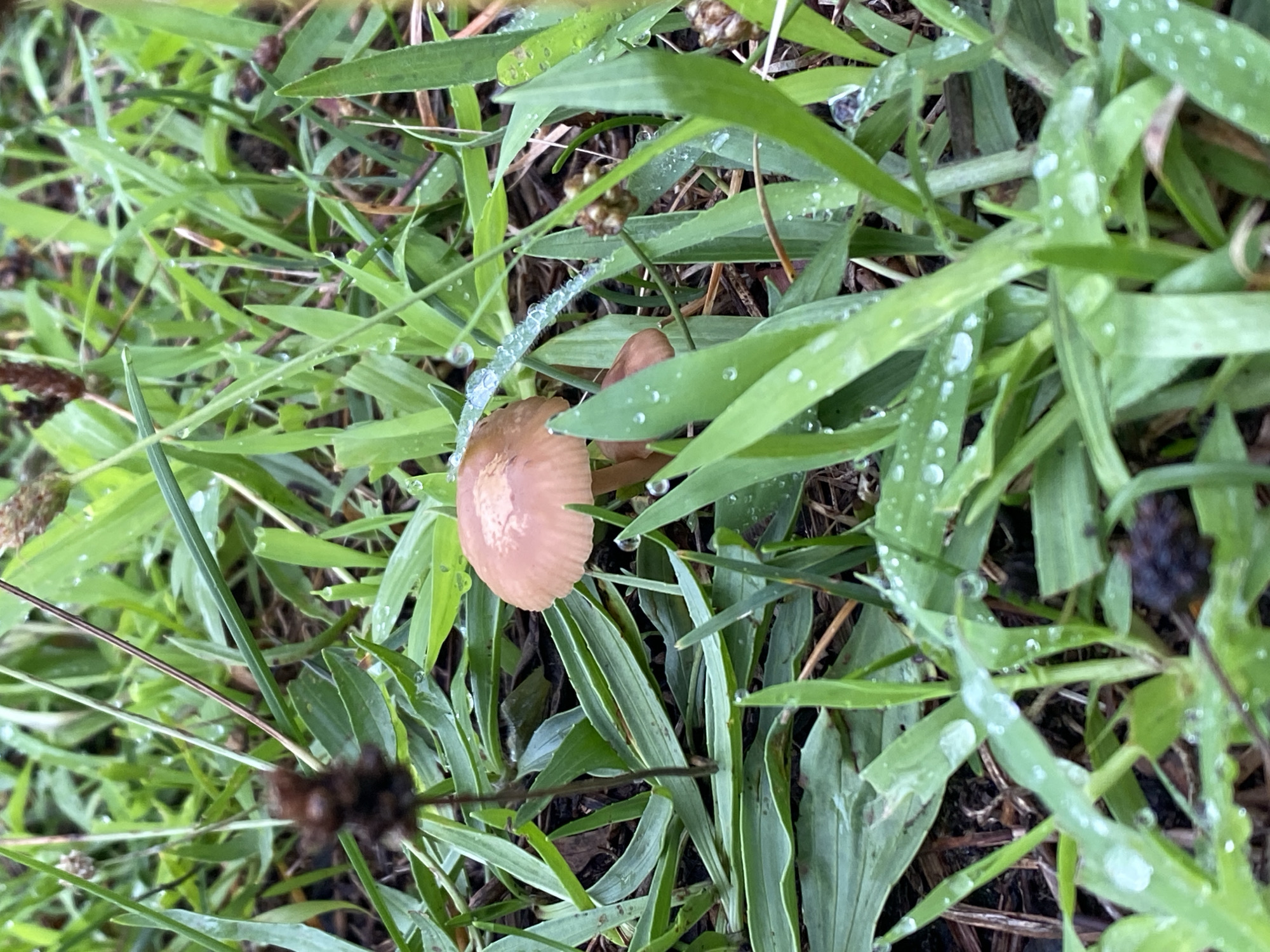 A close-up, eye-level shot captures a small, light brown mushroom with a darker brown stem nestled amongst blades of green grass. Dewdrops cling to the grass and a thin strand of vegetation, glistening in the light. The background is blurred, suggesting a natural outdoor setting with hints of dried plant matter and dark soil. There are no people or animals visible in the image. The scene is likely located in Ureki, Georgia, a city known for its natural beauty and beaches, implying this mushroom was found in a grassy area, perhaps near the coast or in a park.