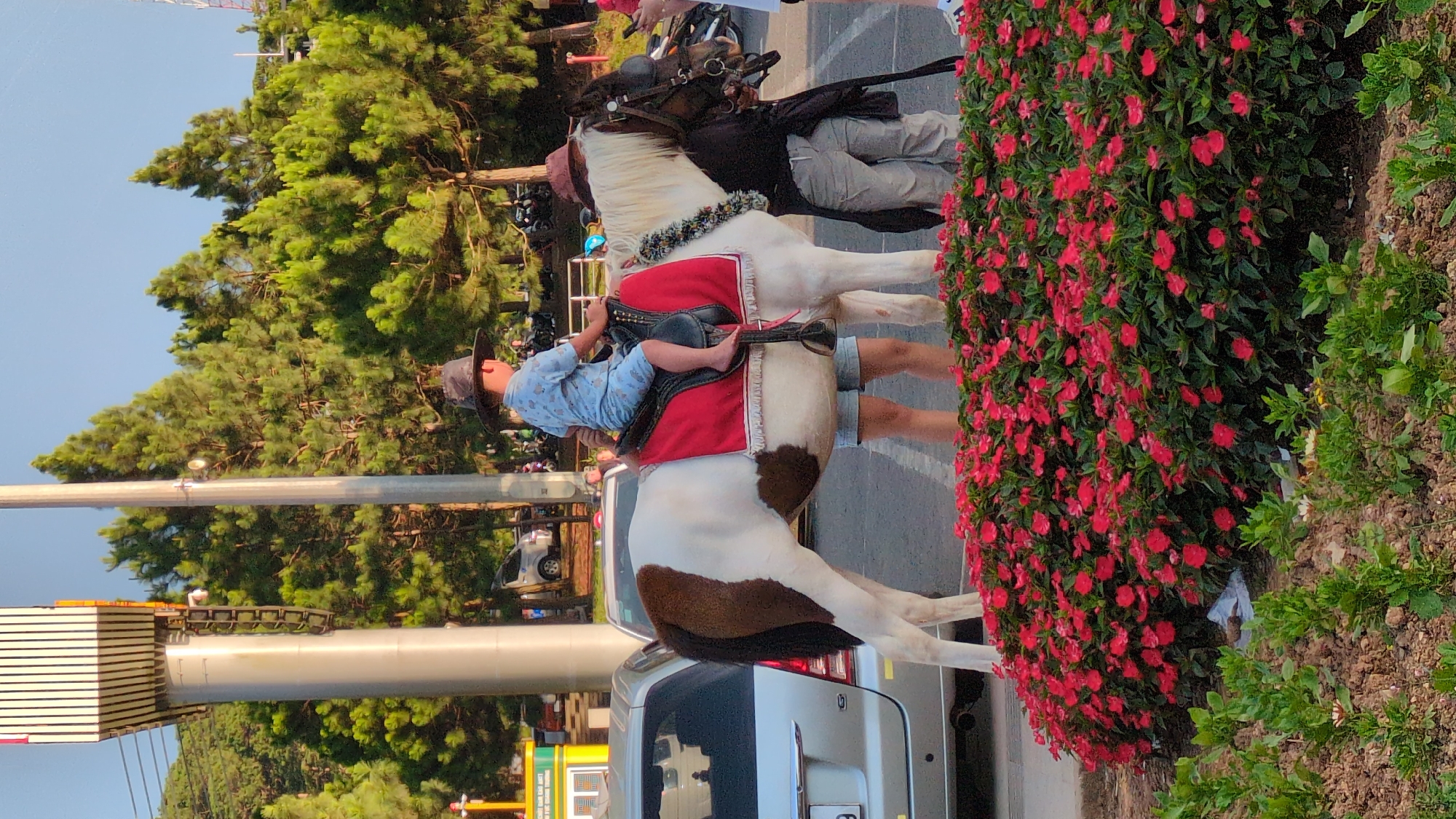The image depicts a young child wearing a cowboy hat and a light blue patterned shirt, riding a piebald horse. The horse has a white body with brown patches, and is adorned with a red saddle blanket. The child is holding onto the reins, and their bare feet are visible. The horse is standing on a paved road, with a silver SUV parked behind it.
In the background, there are lush green trees and a clear blue sky, suggesting it is daytime. To the right of the horse, a dense bed of vibrant red flowers creates a striking contrast. The scene appears to be in an outdoor, possibly urban or suburban, environment, given the presence of the road and vehicles. The overall atmosphere seems peaceful, with the child enjoying a ride. There is some text visible on a yellow sign in the lower left of the frame, but it is not legible. The location is identified as Da Lat, Vietnam.