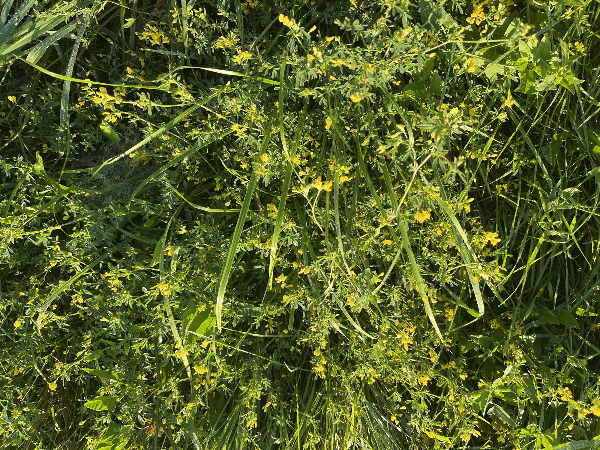 The image shows a close-up, overhead view of a patch of wild vegetation, primarily consisting of green grass and small yellow flowers. The plants appear to be slightly wet, possibly from dew or recent rain, as indicated by glistening droplets on the leaves and stems. The lighting suggests it is daytime, with sunlight casting some shadows and highlighting the textures of the foliage. There are no people, animals, or man-made objects visible in the image. The scene depicts a natural, outdoor environment, likely a meadow or uncultivated area.