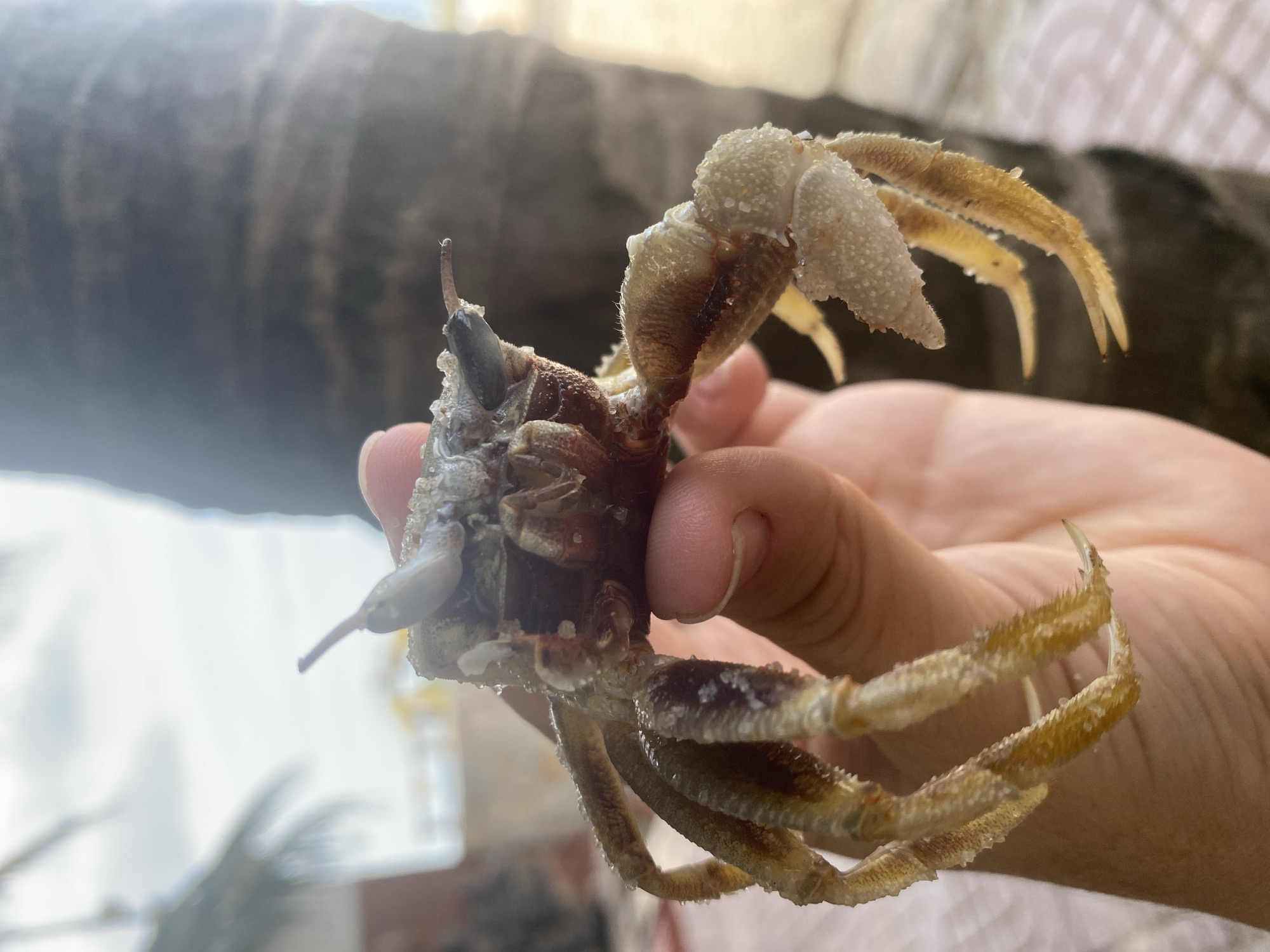 A close-up shot shows a person's hand holding a small crab with light brown and white speckled legs and body. The crab is positioned front and center, with its claws and legs splayed out. In the background, out of focus, is a large palm tree trunk and a bright sky. The setting appears to be a beach in Mũi Né, Vietnam, with a sandy or tiled ground visible at the bottom of the frame. The person's fingers are gently cupping the crab.