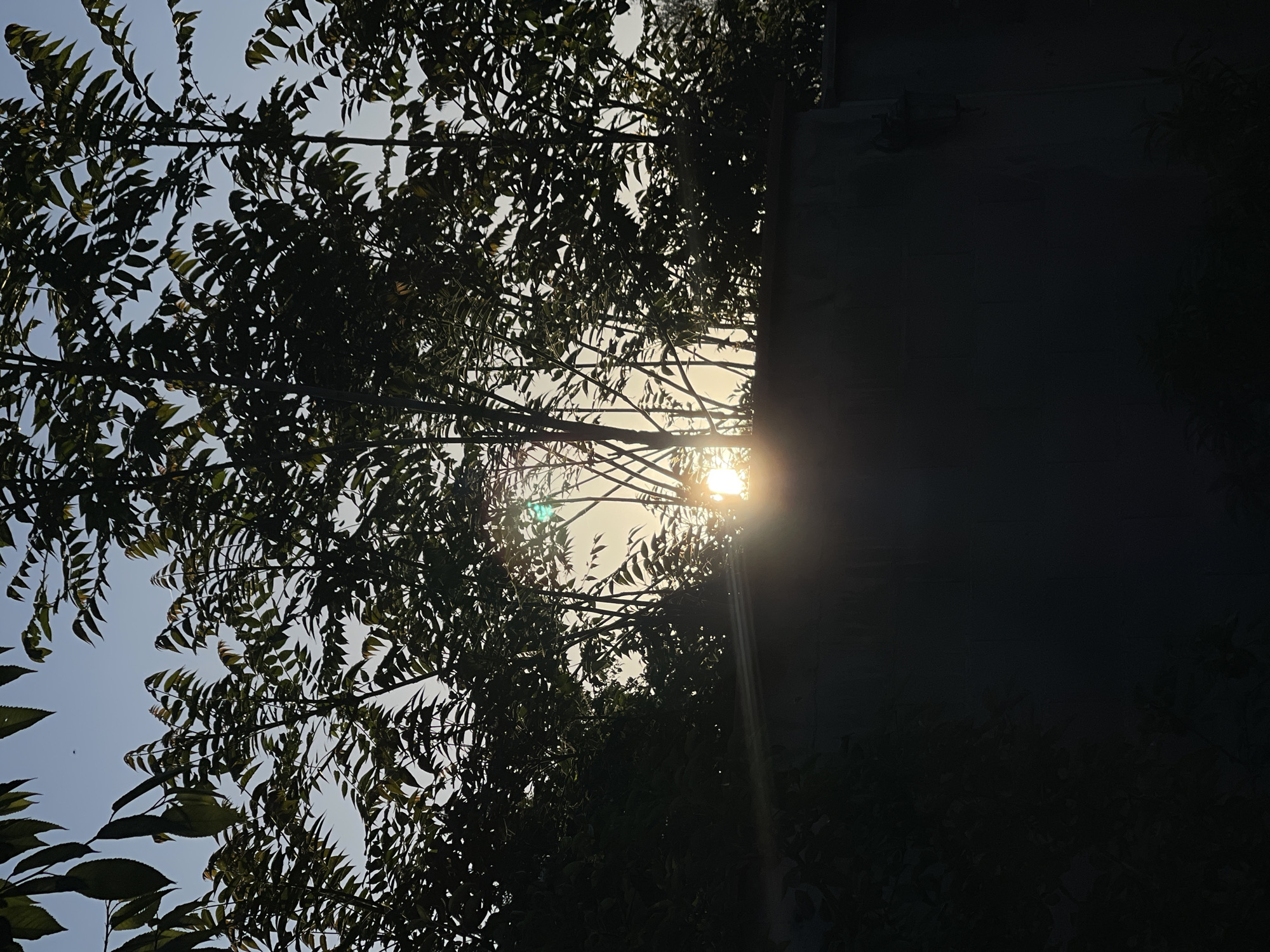 A sunlit view through tree branches and foliage, juxtaposed against a dark, shadowy structure. The sun appears as a bright, central point of light, with a sunbeam extending downwards. The leaves are dark green and densely packed, silhouetted against the brighter background sky. The shadowy structure on the right is predominantly dark, obscuring details. There is no indication of the exact location within Sofia, Bulgaria, nor are there any visible people, subjects, actions, or interactions in the image.