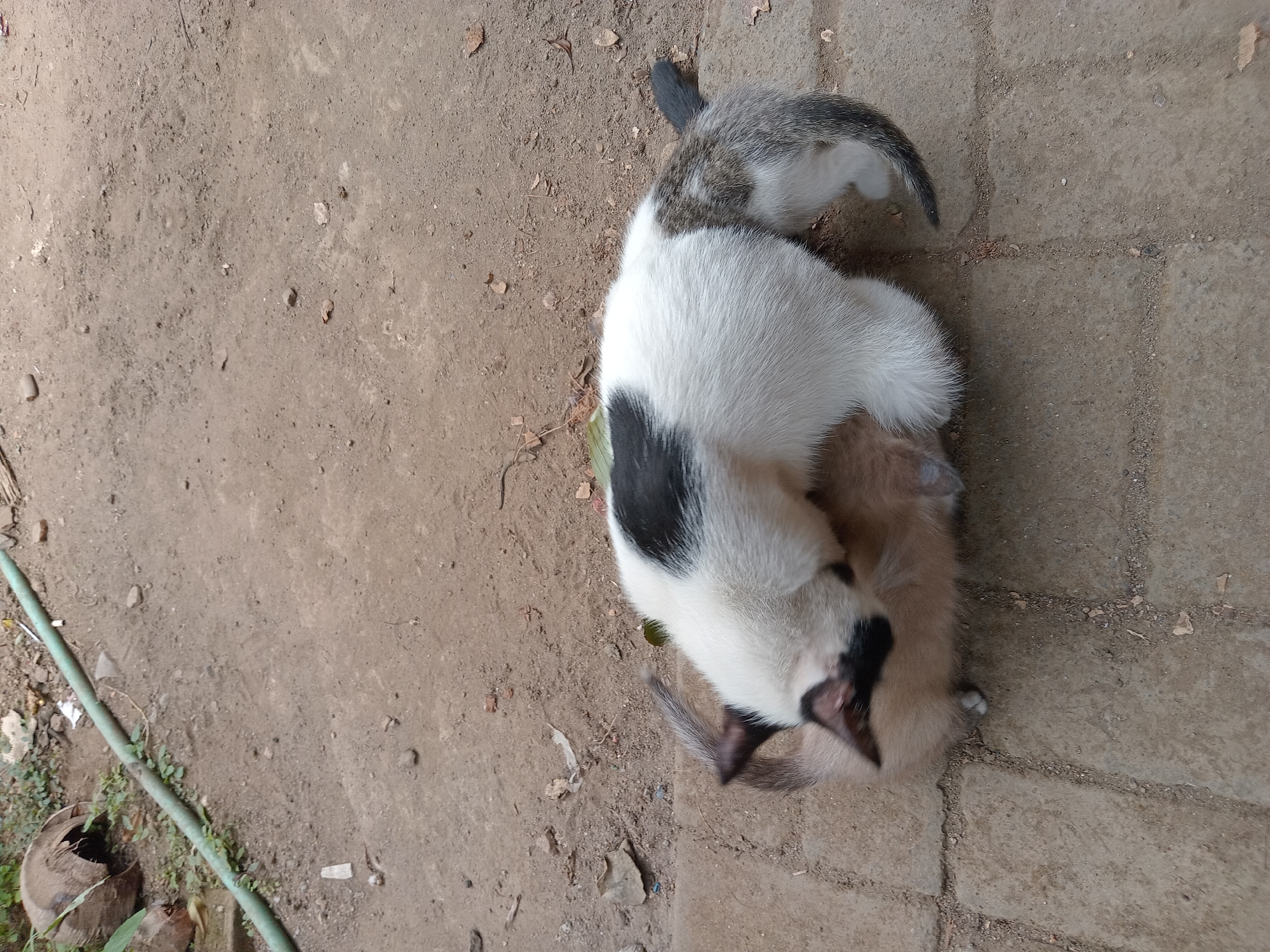 In Claket, Indonesia, two kittens are on a paved surface near a dirt path. The kitten in front has a light brown coat, while the kitten behind it has a white coat with black markings on its back and head. The kitten with the black markings is positioned over the light brown kitten, and its head is lowered, appearing to be grooming or playing with the other kitten. In the background, there is a green hose lying on the dirt and a broken coconut. The environment appears to be outdoors.