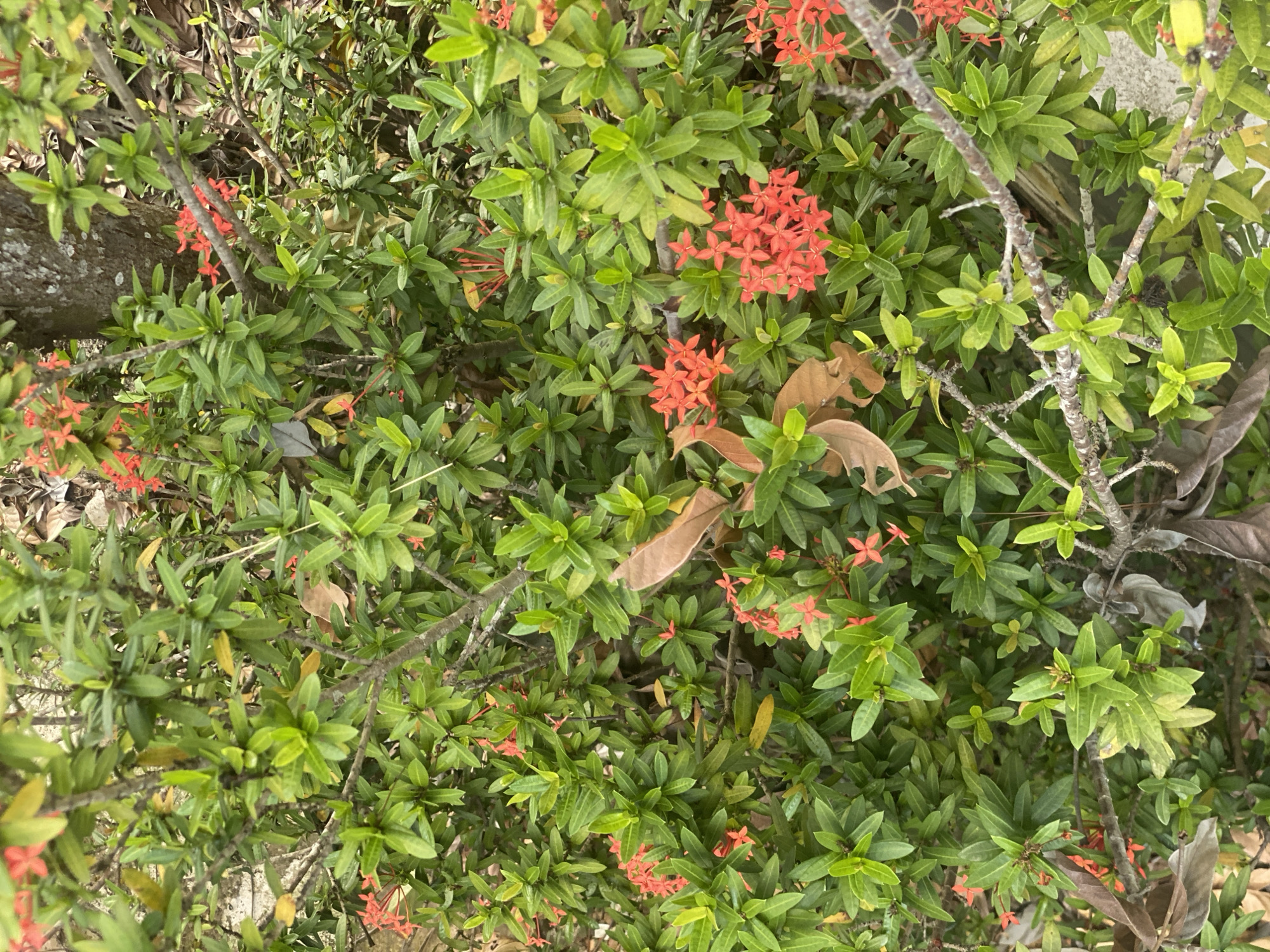 The image shows a close-up view of a dense Ixora plant, commonly known as the flame of the forest, blooming with clusters of small, vibrant red flowers. The plant's leaves are a lush green, with some dry, brown leaves interspersed throughout, suggesting natural shedding. The branches are thin and woody, with a slightly rough texture. The background is softly blurred, but hints of a tree trunk and possibly a concrete surface are visible, suggesting an outdoor environment. This scene is consistent with the vegetation found in Banjarbaru, Indonesia, a city known for its tropical climate and abundant plant life.