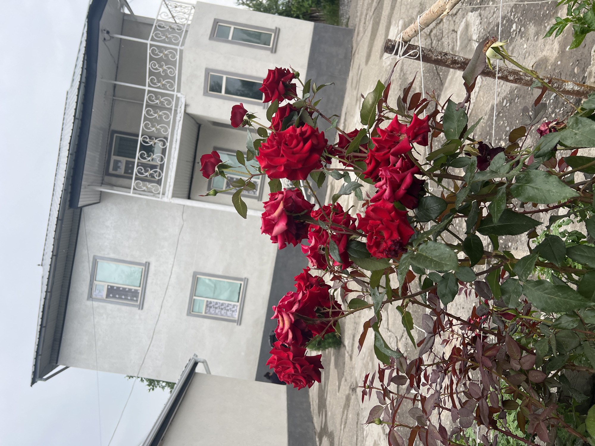 In the city of Kara-Dıykan, Kyrgyzstan, a close-up view captures a cluster of vibrant red roses in full bloom, with their dark green leaves and reddish stems contrasting against a backdrop of a light-colored, two-story house. The house features multiple windows with decorative grey trim, and a balcony with white wrought-iron railings on the upper floor. The surrounding area appears to be a courtyard or garden, with a concrete surface and some fencing visible. The sky above is overcast, suggesting a cloudy day. The focus is on the roses, their petals glistening, hinting at recent rain or dew. No people are visible in the image.