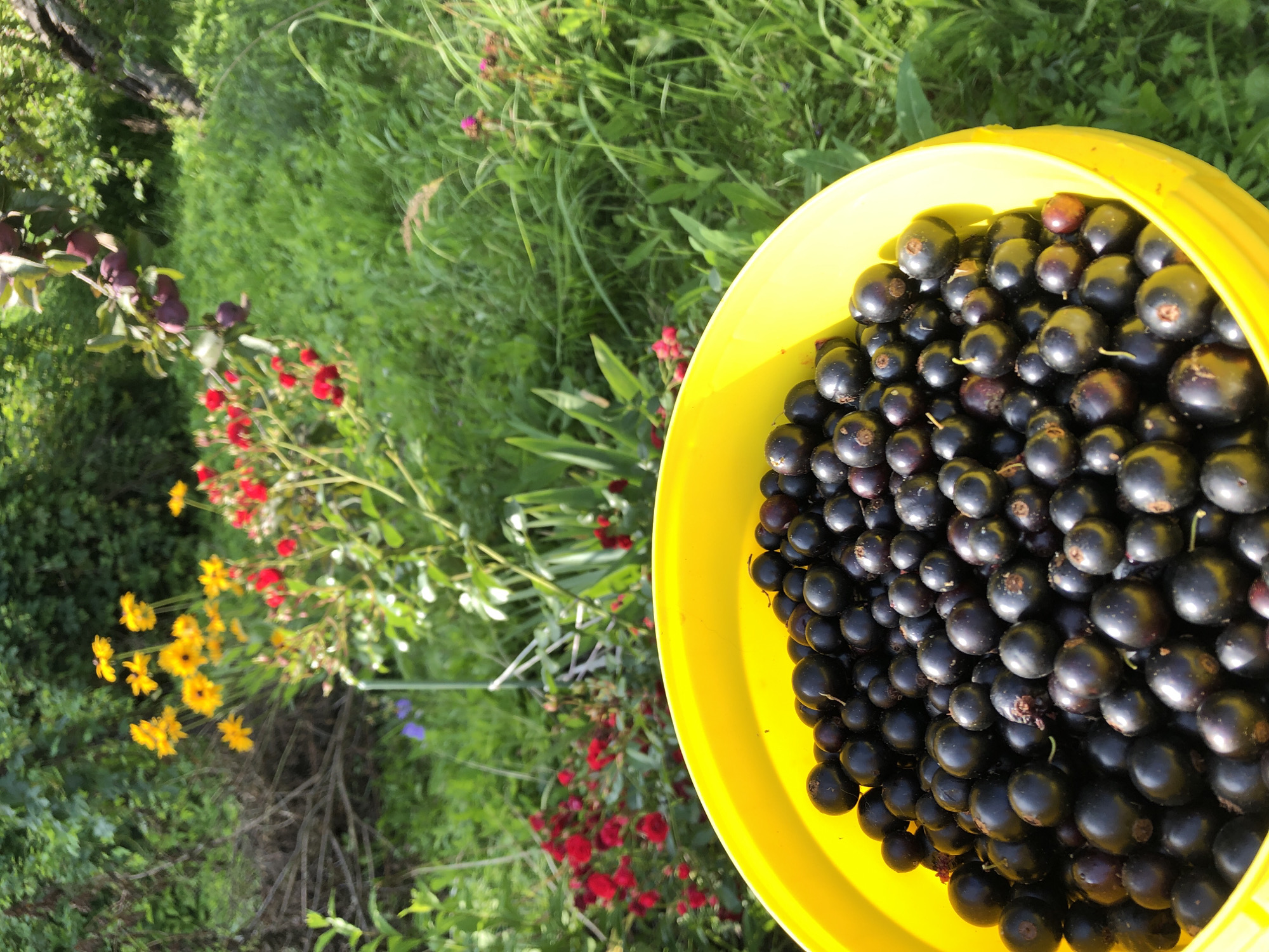 A bright yellow bucket overflowing with dark, ripe blackcurrants sits in the foreground, its contents filling the bottom half of the frame. The berries are round and glossy, with some showing hints of red or purple. Behind the bucket, a lush green garden is visible. In the mid-ground, clusters of small red flowers and bright yellow flowers add pops of color. Further back, green foliage and the dappled sunlight suggest a natural, outdoor setting. The scene is set in a garden at Красная Пресня Снт, Russia. There are no people present in the image.