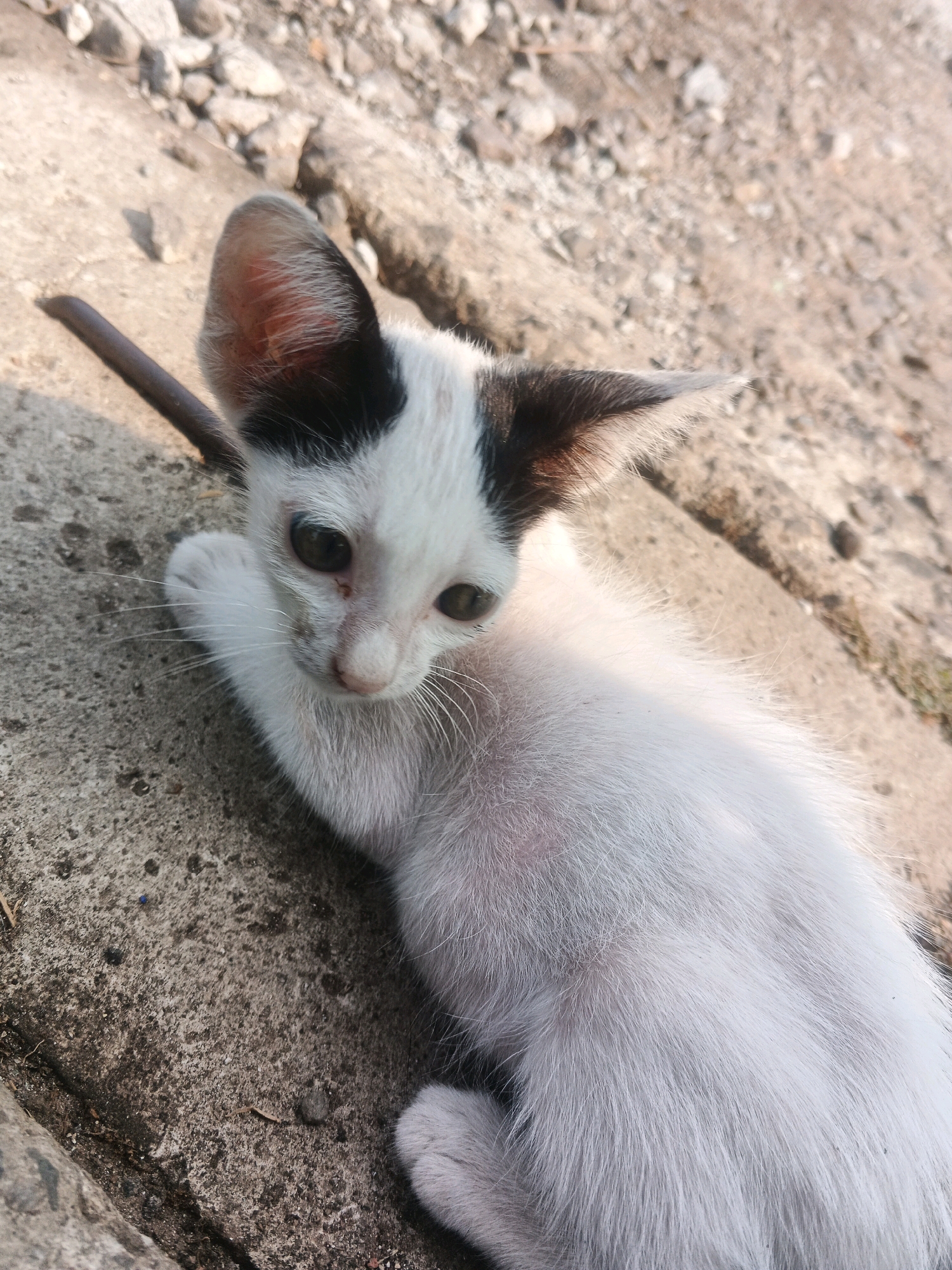 An overhead, slightly angled medium shot captures a young, black and white kitten lying on a textured concrete surface. The kitten is positioned diagonally, with its head towards the lower left and its body extending towards the upper right. Its face, partially obscured by shadows, shows a black patch over its left eye and ear, with the rest of its fur being white. Its eyes are dark and wide open, and its ears are large and pointed. One white paw is visible, resting on the concrete. A dark, cylindrical object, possibly a stick or rod, lies horizontally behind the kitten's head and neck. The background consists of loose gravel and more concrete, suggesting an outdoor environment. The lighting indicates it is daytime, with shadows cast by the kitten and the object. The scene appears to be in an urban or semi-urban setting, possibly within Kadu, Indonesia, given the available environmental context.