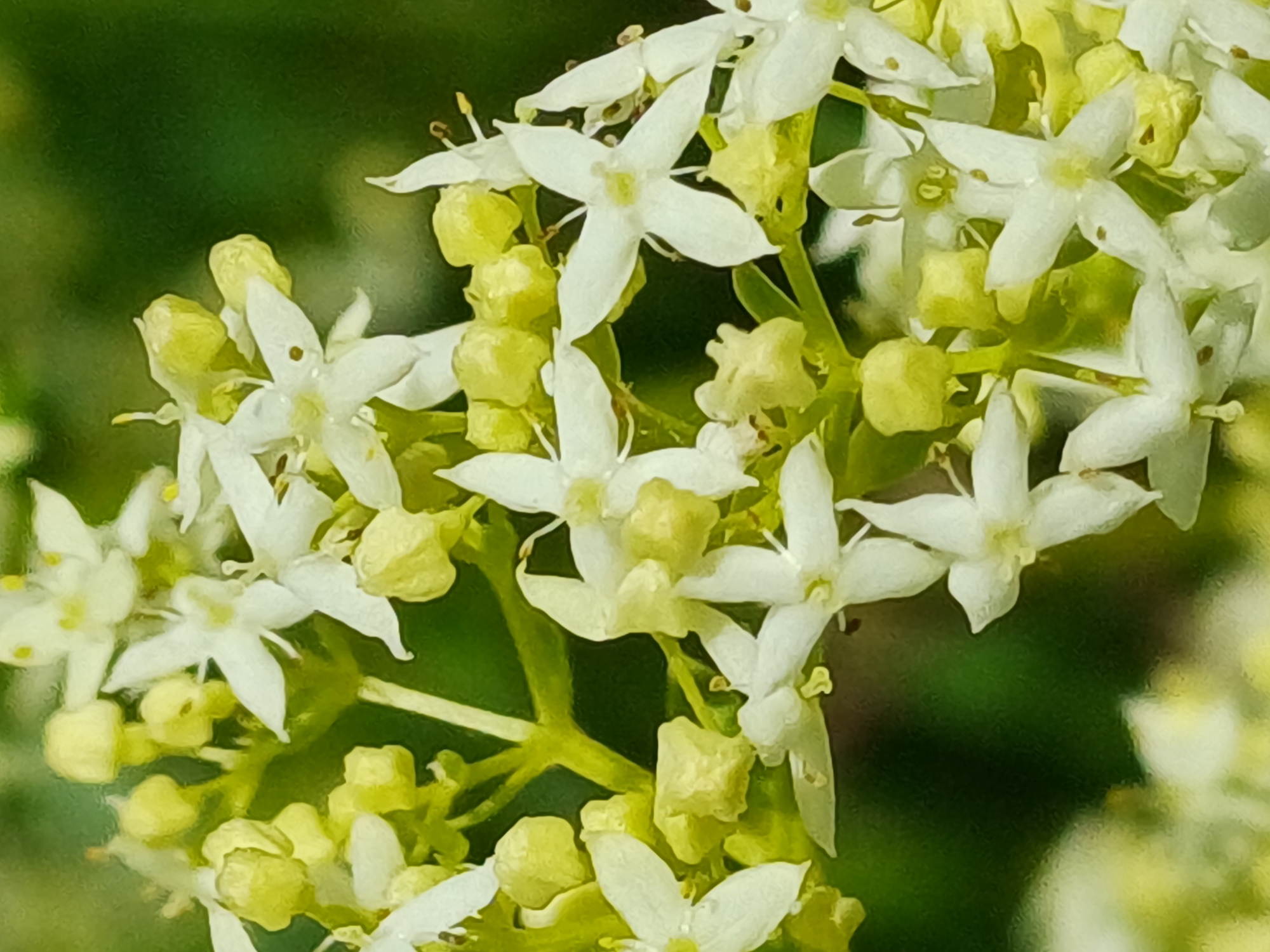 A close-up, macro photograph captures a cluster of delicate white flowers with yellow buds against a blurred green background. The flowers are small, with five pointed petals and a subtle yellow center. Some of the buds are still closed, appearing as small, rounded yellow structures. The lighting suggests a bright, natural setting. There are no people or visible man-made objects in the image. The scene is of a natural plant in bloom. This image does not provide any information that would allow for localization to Riga, Latvia.