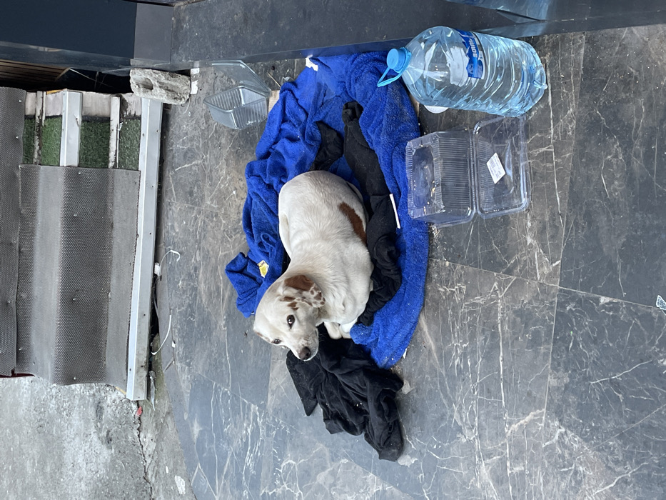 A white-furred dog with tan patches on its ears and right flank is observed resting on a crumpled blue towel and black fabric pieces on a dark grey, marbled tiled pavement in Batumi, Georgia. The dog is lying curled, with its head slightly raised and facing left. Adjacent to the dog's resting spot, to the right, are two clear plastic containers, one inverted and open, and a large, full clear plastic water bottle with a blue cap. In the background, a two-step entrance or platform with grey, textured covering is visible, beneath which appear exposed construction materials and white wiring. The overall setting is an outdoor urban environment, likely a sidewalk or building entrance.