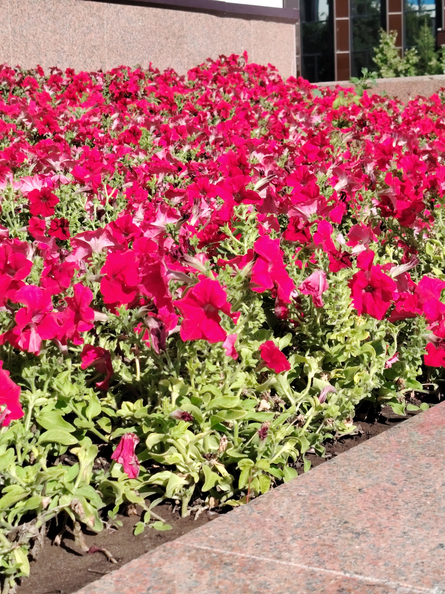 A close-up, low-angle, vertical shot captures a dense bed of vibrant pink petunias with lush green foliage in Astana, Kazakhstan. The flowers fill the majority of the frame, with their trumpet-shaped blooms facing upwards and outwards. The foreground features a section of a pink granite curb or pathway, providing a textural contrast to the soft petals and leaves. In the background, a light brown textured wall of a building is visible, with darker window frames and hints of greenery suggesting trees or bushes beyond. The sunlight casts shadows, indicating it is daytime.