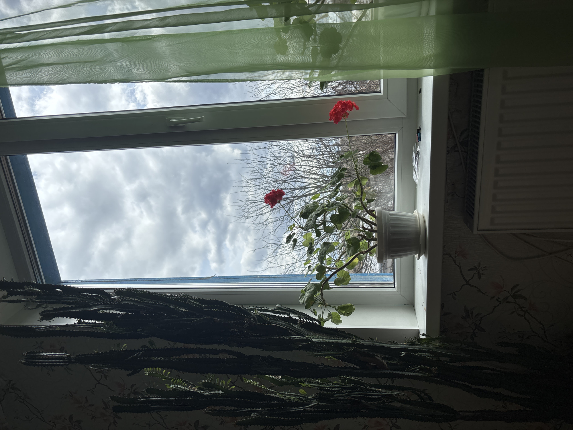 A room in a building in Петропавловск, Russia, photographed from below, shows a window sill with two potted plants. A red geranium with two visible blooms sits in a white pot on the sill. Below it and to the left is a large cactus, its stems obscuring the view. The window is partly open, revealing a cloudy sky and bare tree branches outside. A semi-transparent green curtain hangs at the top of the frame. A white radiator is fixed on the wall to the right. The wallpaper is patterned with floral designs.