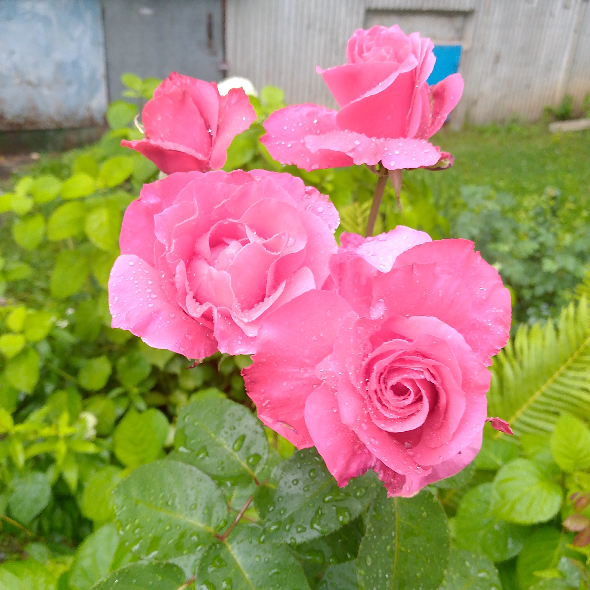 In Nikologory, Russia, a close-up, eye-level, outdoor shot captures a cluster of vibrant pink roses after a rain. Water droplets glisten on the velvety petals of four prominent roses, with the largest bloom in the foreground showing intricate spiral details. The roses are surrounded by lush green foliage, and in the blurred background, a corrugated metal structure and a bright blue object are visible, suggesting a rural or garden setting. The scene is bathed in natural light, highlighting the dew-kissed beauty of the flowers.