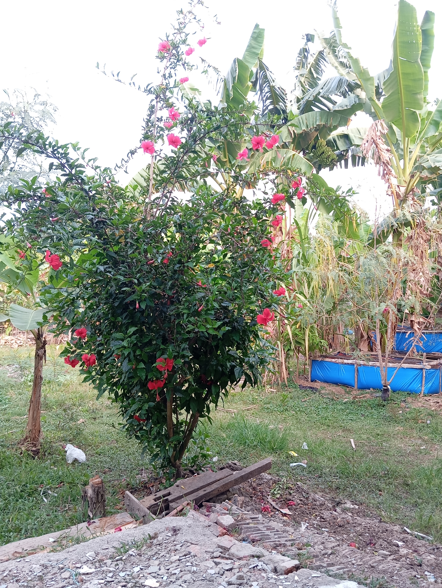 This image depicts an outdoor scene in Sudikampiran, Indonesia, featuring a vibrant red hibiscus bush in full bloom as the central subject. The hibiscus plant, with its lush green leaves and numerous red flowers, is situated in the foreground. To the left of the hibiscus, a small tree trunk is visible, partially covered by grass. In the background, several large banana trees with broad leaves dominate the upper right portion of the frame, and a bunch of green bananas can be seen hanging. Between the hibiscus and the banana trees, there is a collection of slender trees with long, yellow seed pods. In the middle ground, two blue, tarp-lined rectangular structures, possibly small ponds or raised garden beds, are present. The ground is covered with a mixture of grass, soil, and debris, including broken bricks and wooden planks, suggesting an area that is either under construction or has been cleared. A white plastic bag is visible near the base of the hibiscus plant. The sky is overcast and bright, indicating daylight.
