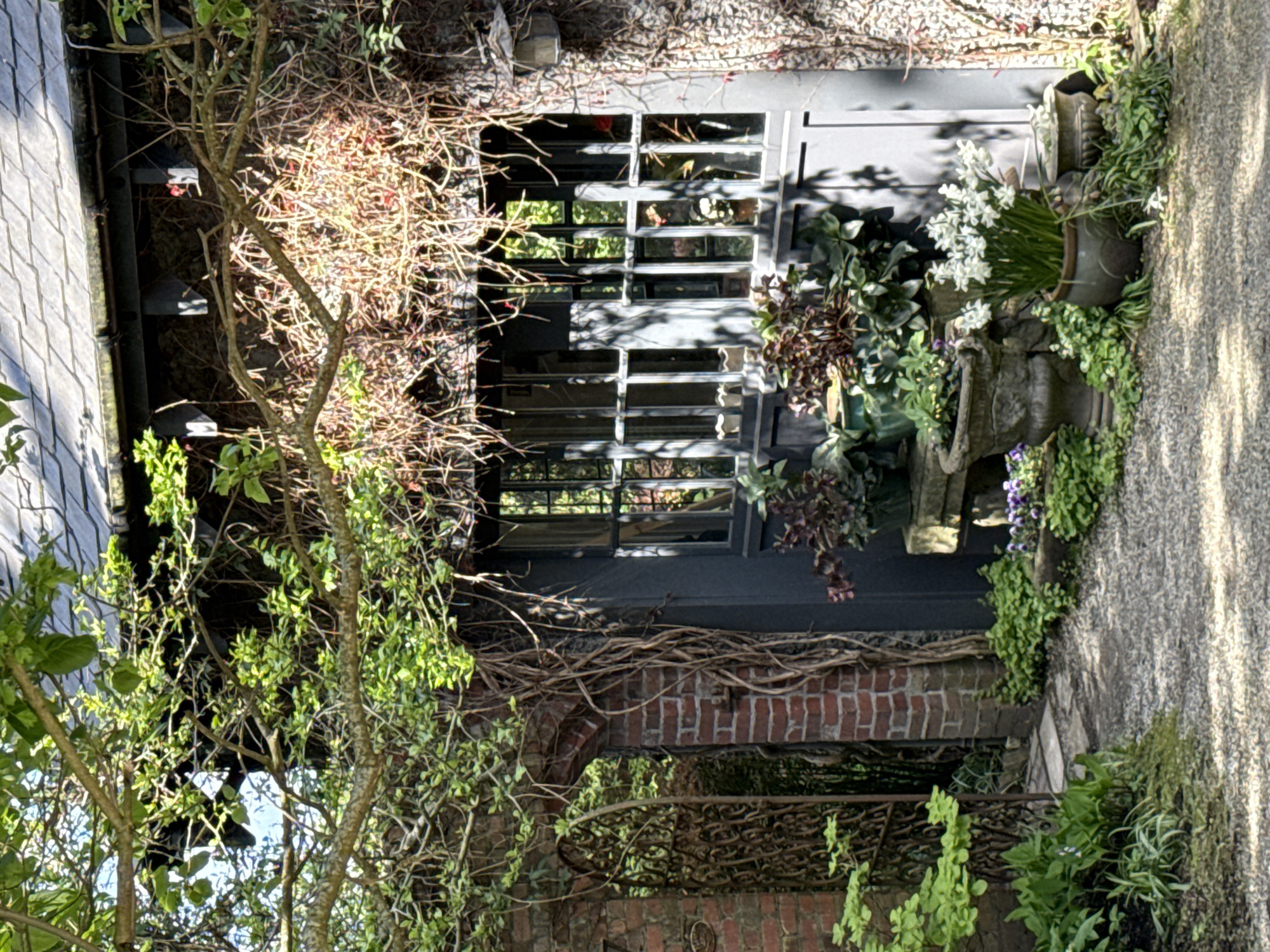 This image captures a vibrant, sun-drenched garden or courtyard scene next to a building, presented in a portrait orientation (rotated 90 degrees clockwise from its likely original landscape orientation).
On the left side of the image (which would be the top of the scene if correctly oriented), a grey, tiled roof and the dark edge of a structure are visible. Dominating the left and center foreground is a network of tree branches and leafy green foliage, interspersed with bare, reddish-brown thorny branches.
To the right, a multi-paned window with dark frames is prominent on a dark-colored building facade. Below the window, a weathered brick wall features an arched opening and is covered in dried vines and some creeping green foliage. A decorative metal railing or trellis is positioned over the brick archway.
Along the base of the building and adjacent to a textured, gravelly path on the far right, a collection of potted plants creates a lush display. These include several pots holding vibrant green foliage, a central pot brimming with white flowers (possibly daffodils or narcissus), and smaller pots with purple and other green plants. Strong sunlight casts clear shadows across the building and the path, indicating a bright, sunny day, likely morning or late afternoon. No people or specific activities are depicted, giving the scene a tranquil and natural ambiance. There is no visible text in the image. The architectural style and vegetation are consistent with a location such as Vancouver, Canada.