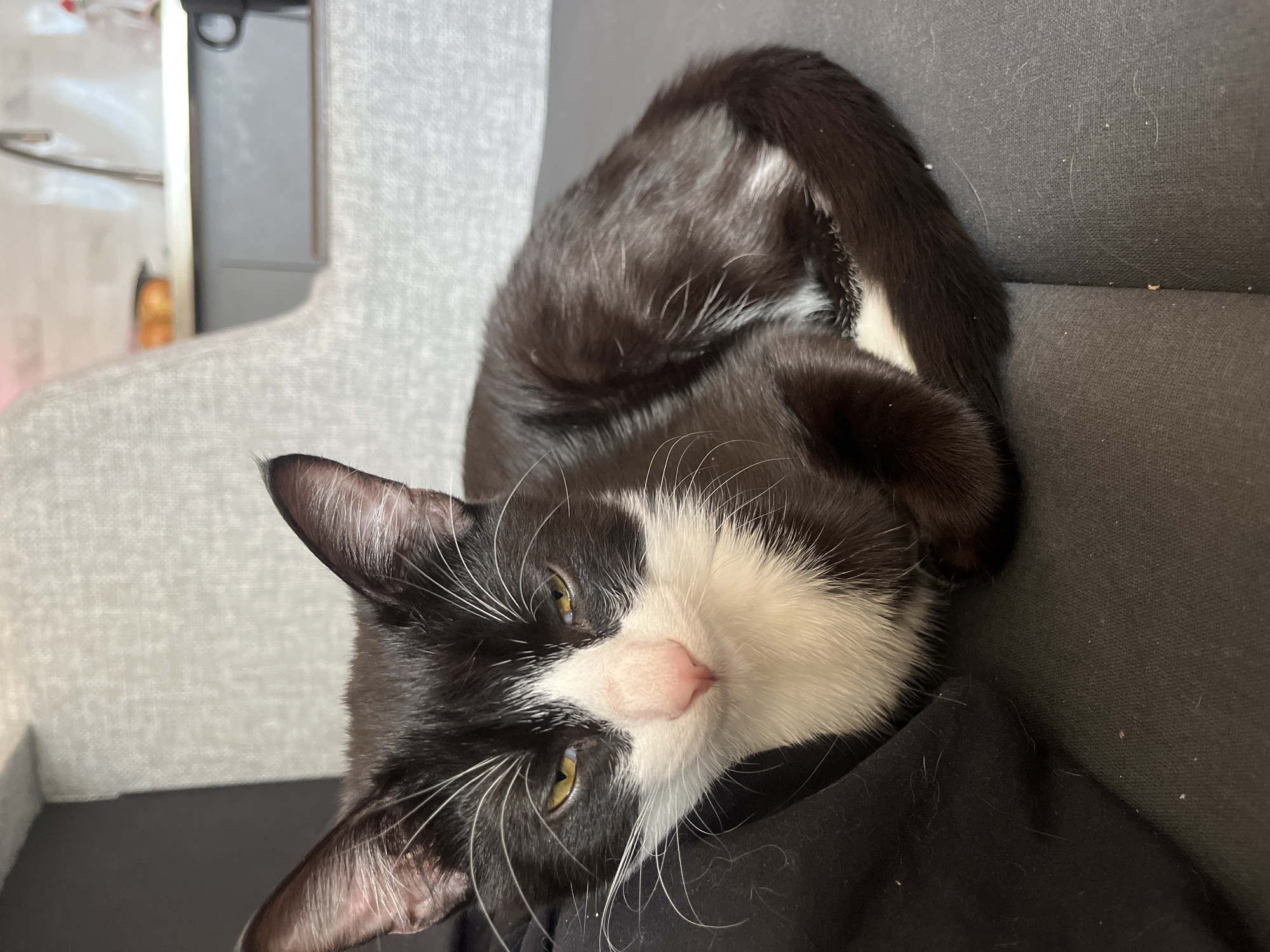 A black and white tuxedo cat rests on a dark gray surface. The cat is lying on its side with its head tilted toward the viewer. It has a pink nose and yellow eyes. The background includes a light gray wall and a partially visible metal object. The cat's fur shows patches of white, particularly around its face and chest. The surface beneath the cat appears to be fabric-covered. The location, Saint Petersburg, Russia, is not discernible from the provided image.