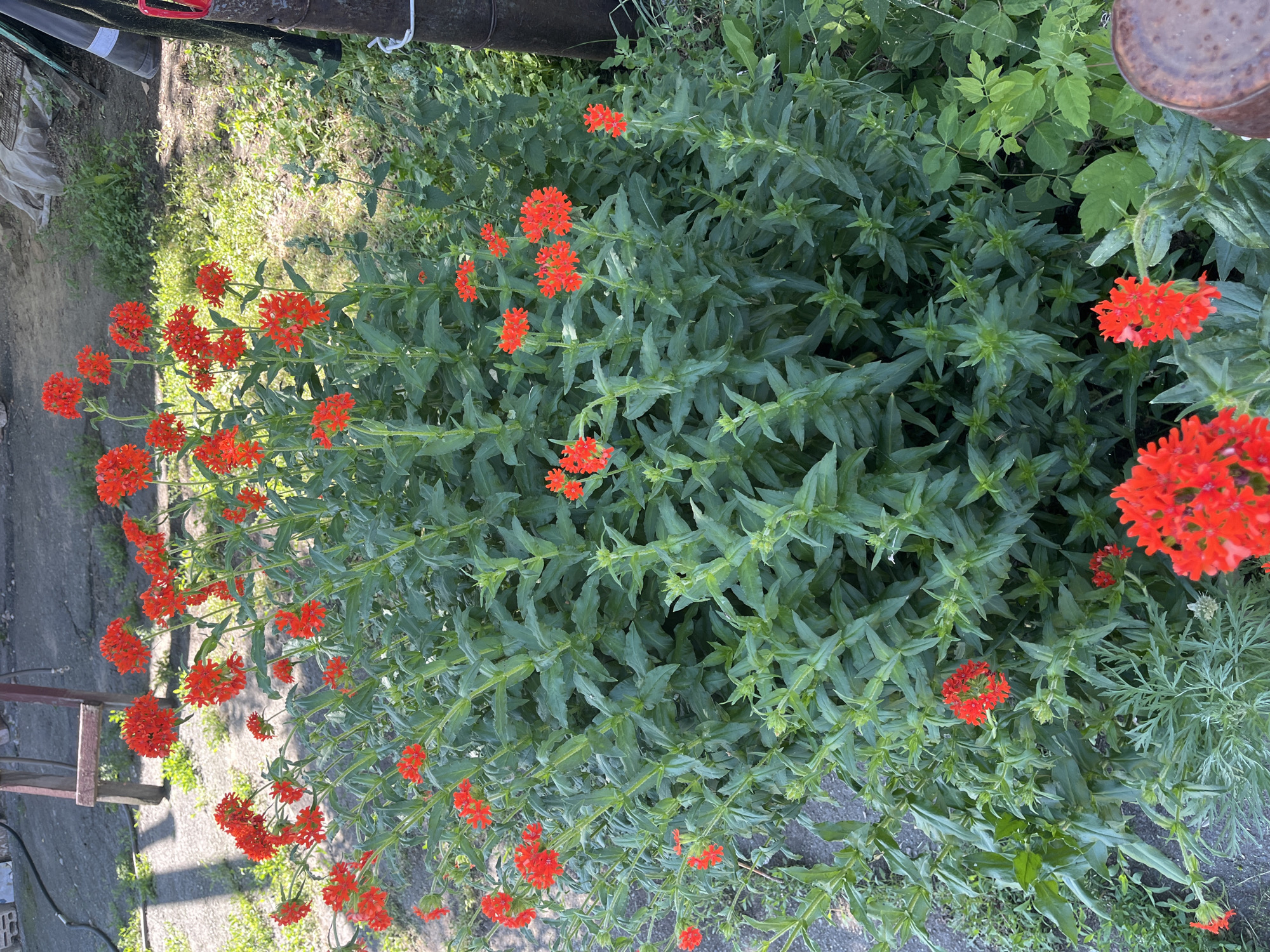 A bush of red flowers with green leaves is in the foreground of the image. The flowers are clustered on top of tall stems. The bush is growing on a gravelly surface, with some grass and other plants visible around it. In the background, there is a wooden structure, possibly a ladder, and a metal pole. The scene appears to be outdoors, likely in a yard or garden. The location is identified as Озёрный ауылдық округі, Kazakhstan.