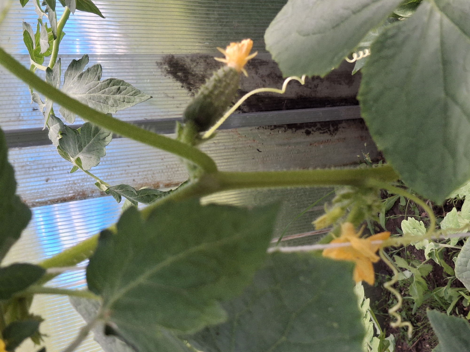 This is a close-up, vertically oriented photograph of a cucumber plant growing in a greenhouse in Ogre, Latvia. The subjects are parts of the plant, including green leaves, a developing cucumber with a yellow flower, and yellow flowers. Tendrils are also visible, along with the plant's stem. The setting is a greenhouse, indicated by the corrugated translucent material in the background, which is likely polycarbonate sheeting. The background also shows a glimpse of the outdoor environment through the greenhouse walls, with what appears to be blue sky. The lighting suggests it is daytime, possibly sunny due to the bright illumination. No people or text are visible in the image. The overall impression is one of plant growth and cultivation.