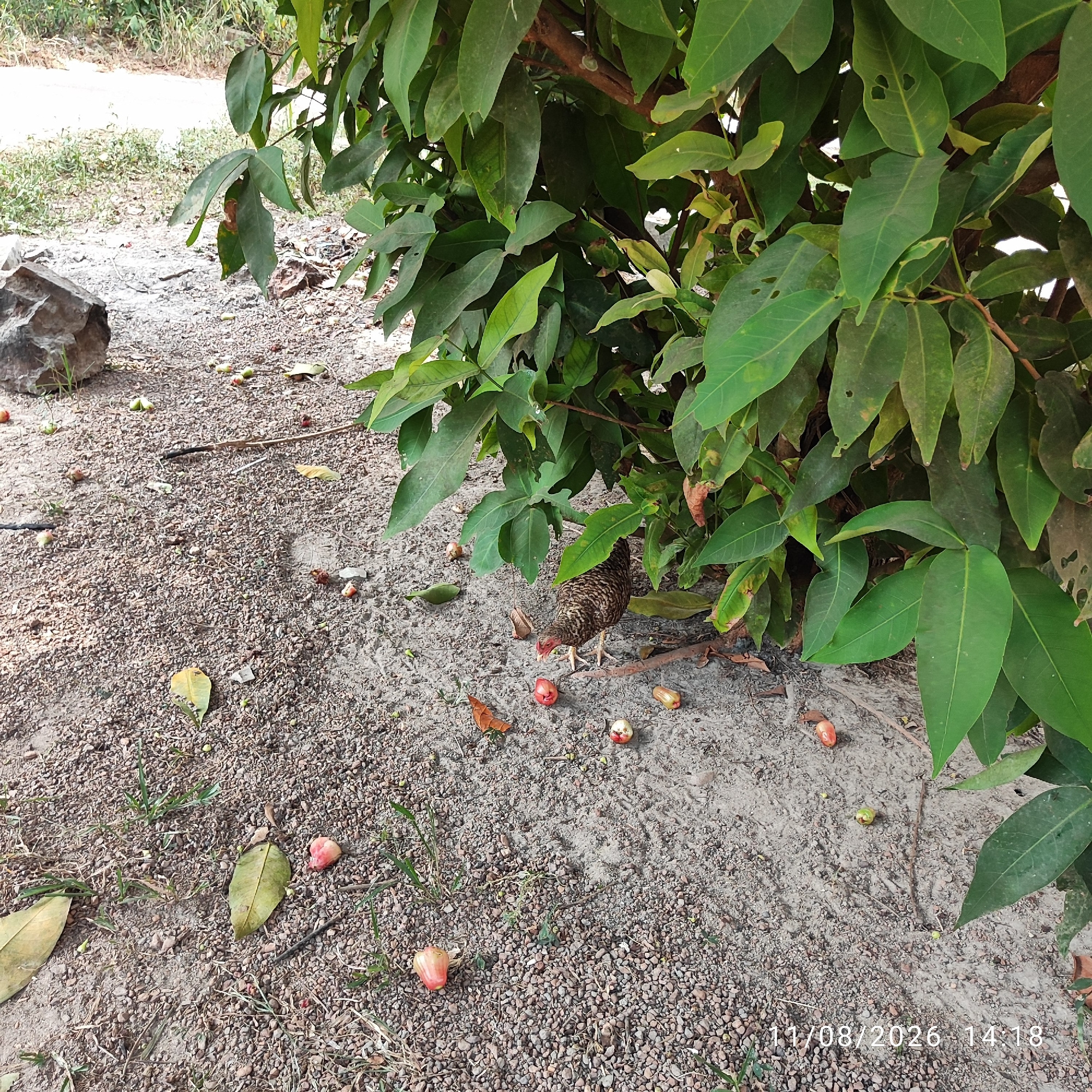 A hen is foraging for fallen fruit beneath the branches of a leafy tree in Pembaharuan, Indonesia. The ground is covered in small stones, soil, and scattered green and pinkish fruits, some appearing to be ripe, others less so. A few dried leaves are also present on the ground. To the left of the hen, a large, gray rock is visible. The tree's foliage is dense and a vibrant green. The overall scene suggests a natural outdoor environment, possibly a garden or yard.