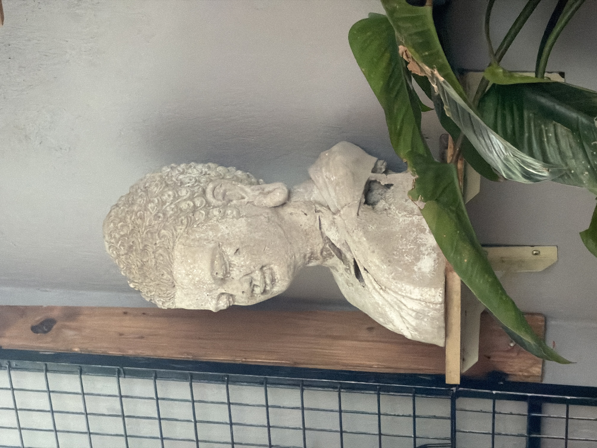 A plaster bust of a man, likely Roman or Greek in origin, is perched on a wooden shelf attached to a black wire grid. The bust is facing left. A large-leafed plant is growing to the right of the bust, partially obscuring it. The background is a plain light-grey wall. The image location may be in the city of Nha Trang Ward, Vietnam.