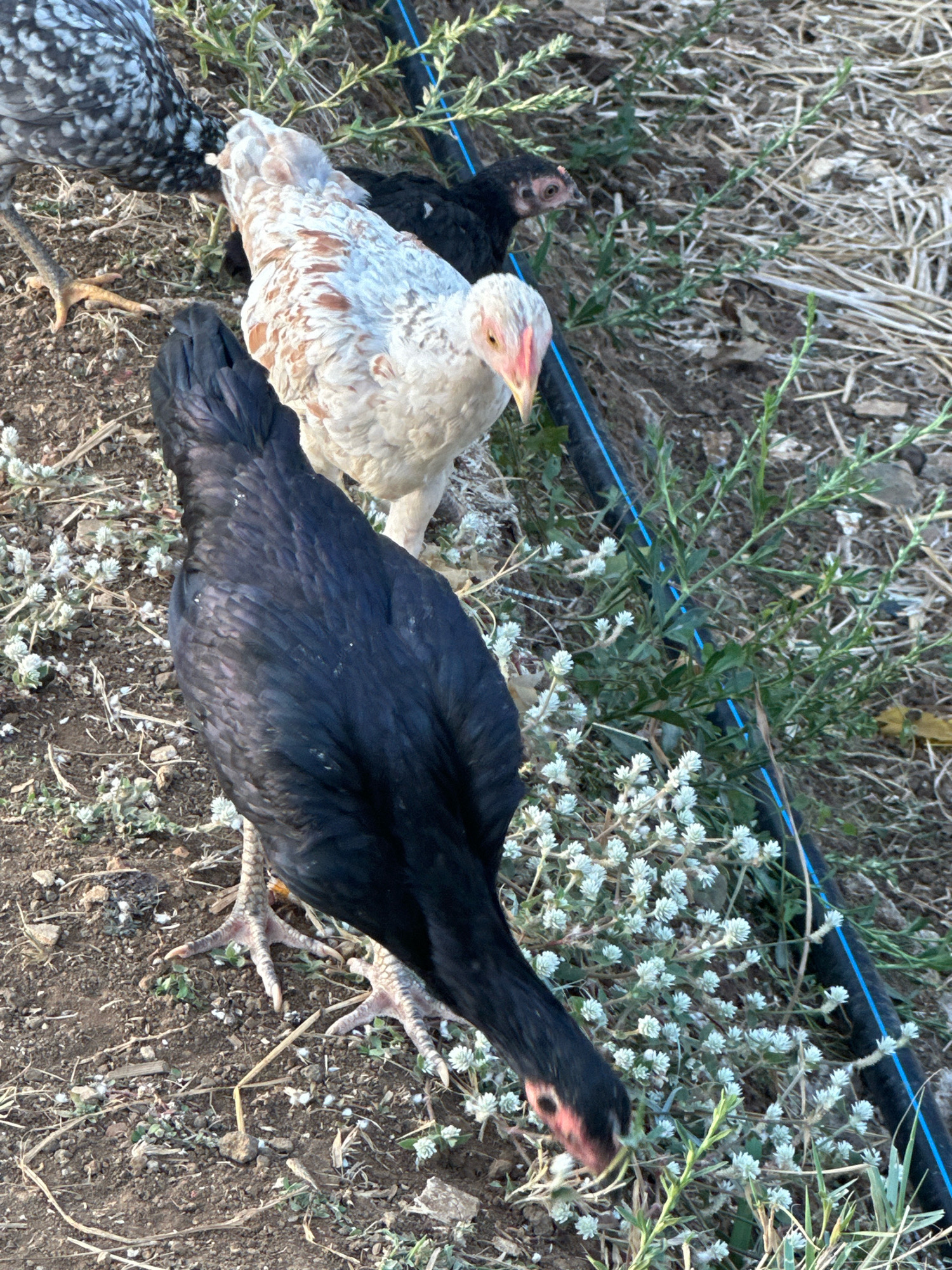 The image shows a group of chickens foraging in the dirt in Margamulya, Indonesia. The chickens are of various breeds and colors, including black, white, and speckled. They are pecking at the ground and moving around. The environment is rural, with dry grass and sparse vegetation. A blue irrigation pipe runs through the scene.