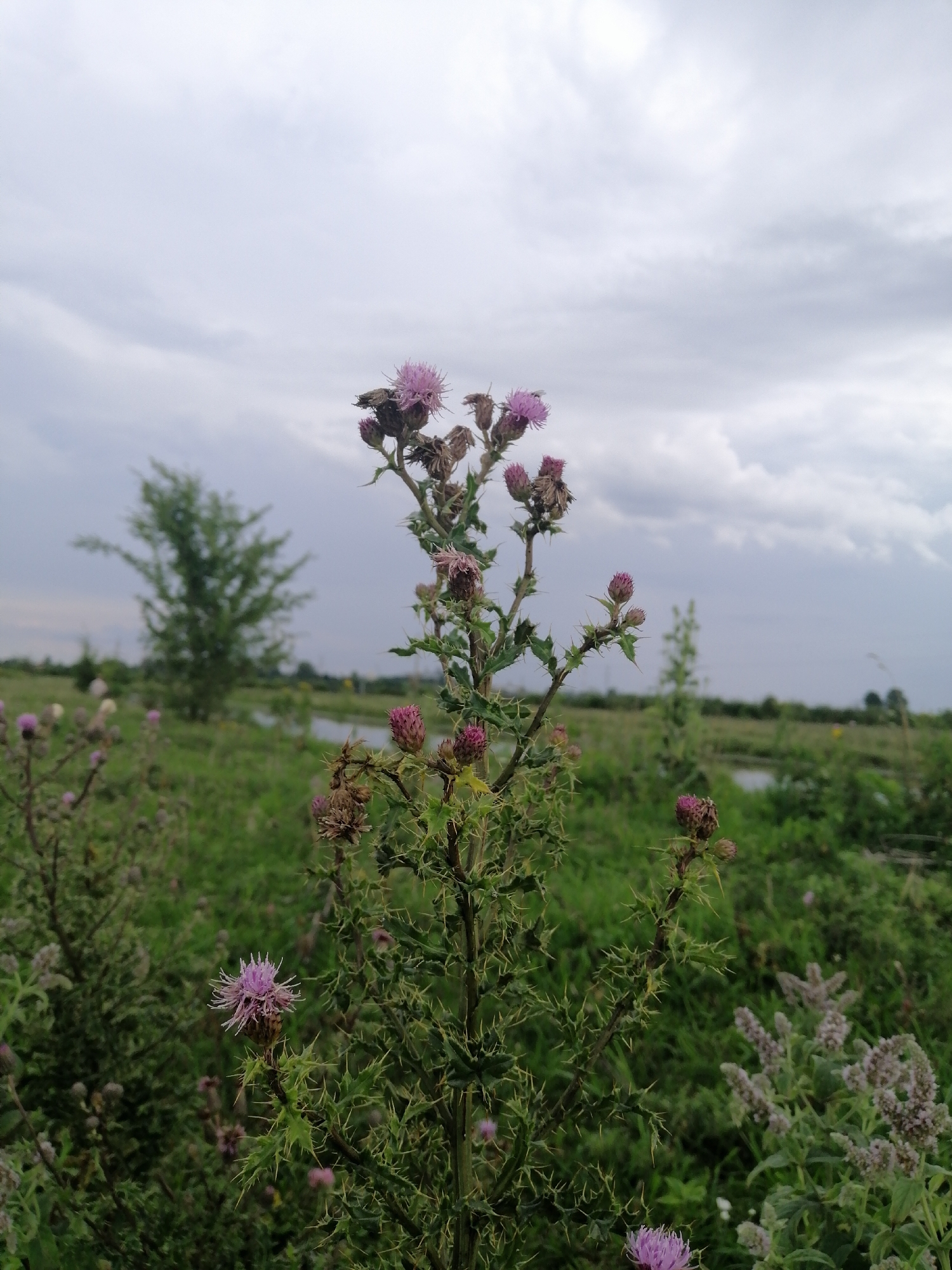 A close-up, low-angle shot captures a thistle plant with spiky green stems and purple blossoms. The plant is the primary subject, positioned in the foreground and slightly right of center. Its spiky leaves and thorny stems are sharply in focus. In the background, a blurry green field stretches towards a body of water and a single, sparse tree. The sky is overcast with heavy, grey clouds. The scene is located in Krasnoluka, Ukraine. There are no people or animals visible in the image.