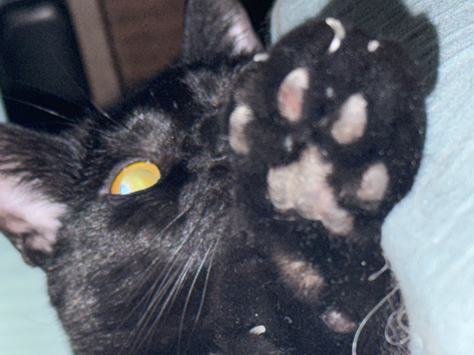 A close-up photograph shows a black cat with a yellow eye. The cat has its paw raised near its face, revealing pink paw pads. The cat's whiskers are visible. A white, possibly textured, surface is adjacent to the cat's paw on the right side of the image. The environment is not visible, so location cannot be determined.