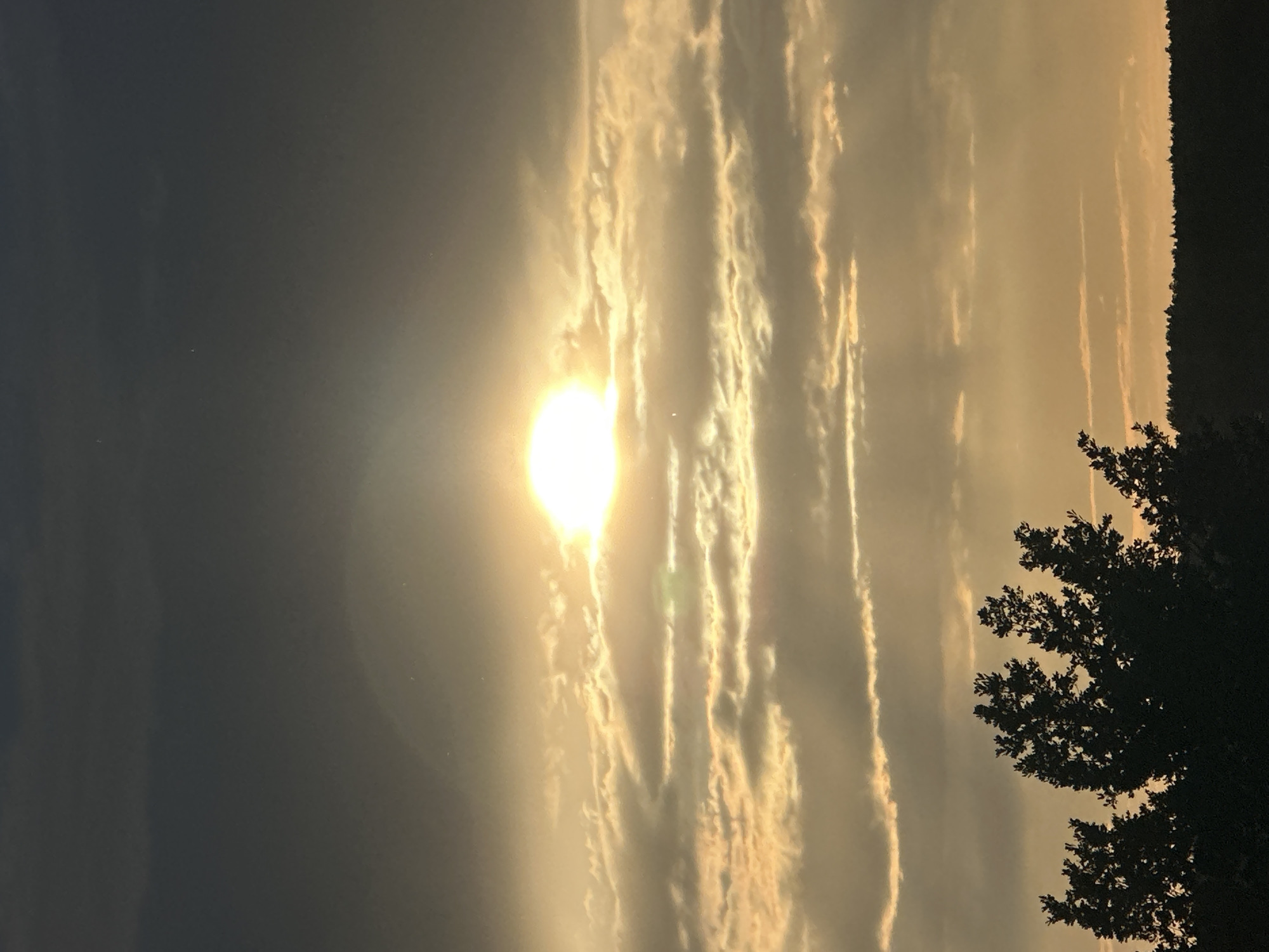 This is a vertical, medium shot of a sunset over a landscape with a silhouetted tree in the foreground on the right. The sun is a bright, circular orb positioned in the upper left quadrant of the image, casting a warm, golden light. Wispy, elongated clouds streak across the sky, illuminated by the setting sun and appearing almost luminous. The sky transitions from a dark, deep blue on the far left to a lighter, hazy yellow-orange as it approaches the sun. The silhouette of a dense tree, with intricate branches and leaves, occupies the right side of the frame, creating a stark contrast against the brightly lit sky. The background behind the tree appears to be a dark, tree-lined horizon. The overall mood is serene and tranquil, suggesting the end of a day. The time of day is clearly sunset. There is no visible text in the image. The location is Chaikovsky, Russia.