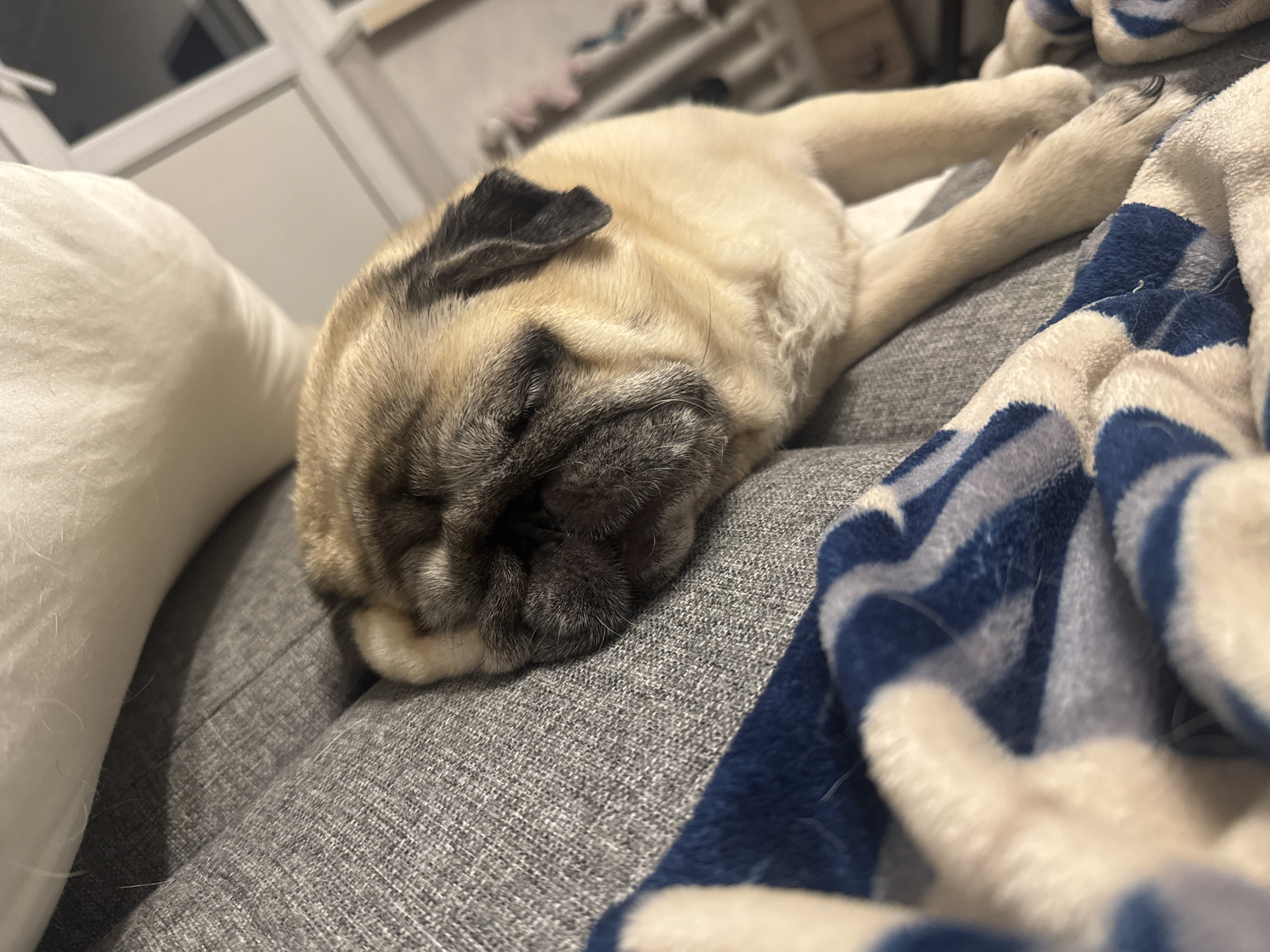 A pug puppy is sleeping on a gray sofa. The puppy is light brown with black markings on its face and ears. It is curled up on its side, with its head resting on the sofa. A blue and white patterned blanket is draped over the puppy and the sofa. The background is blurred, but appears to be an indoor setting with furniture. The image is taken from a slightly high angle, looking down at the puppy. The scene is peaceful and cozy. The location in Bishkek City, Kyrgyzstan is not specified.