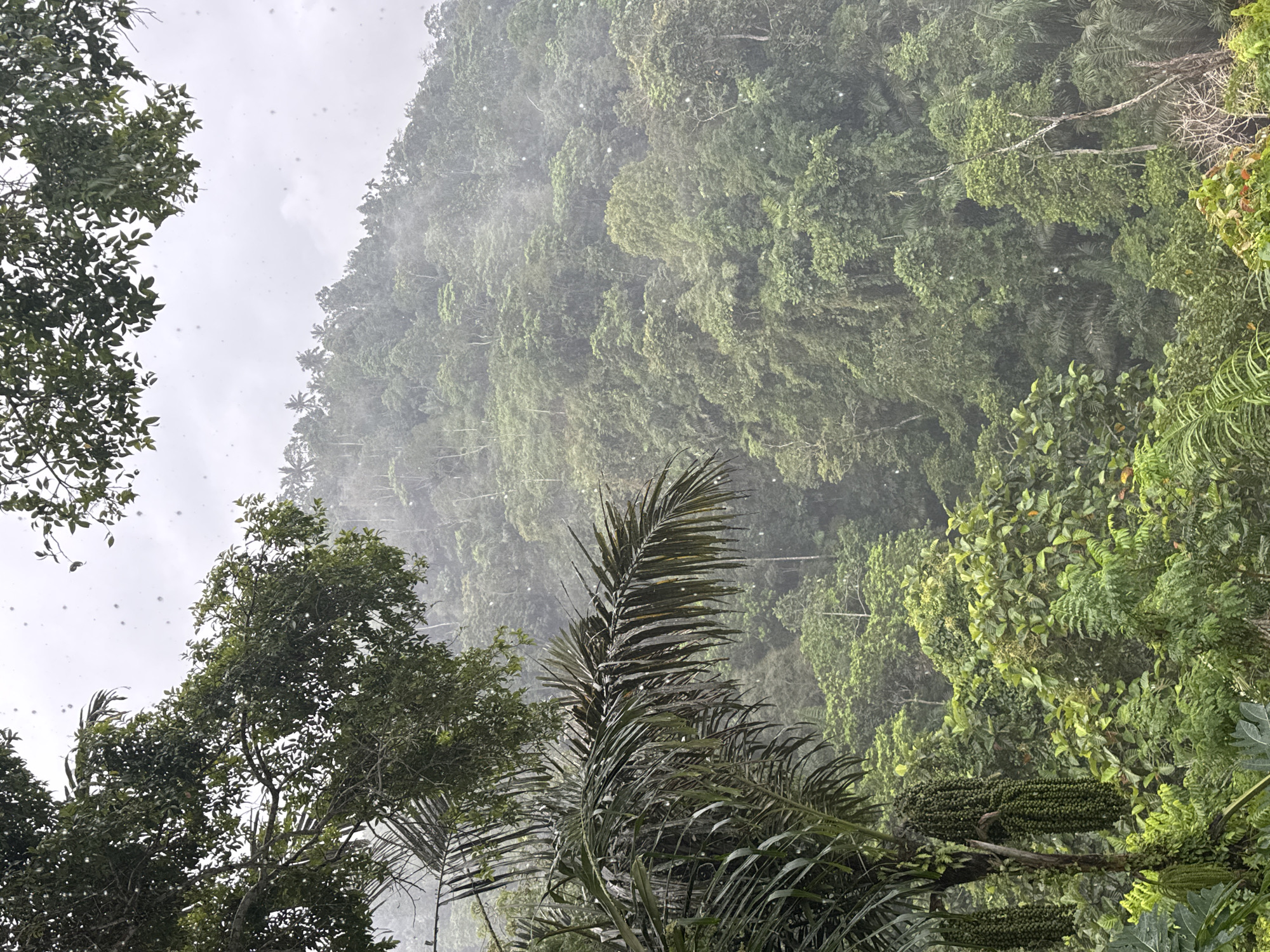 A vertical medium shot captures a lush, verdant hillside in Manggis, Indonesia, with a misty or rainy atmosphere. In the foreground, a large palm frond dominates the left side, its long, thin leaves drooping downwards. To its left, a cluster of long, green seed pods hangs from a tree trunk. The middle ground and background are filled with a dense tapestry of various green trees and foliage, creating a thick jungle landscape that extends up the slope. The sky is overcast and hazy, with some of the white speckles in the air appearing to be rain or mist. The overall impression is one of a tropical, humid environment.