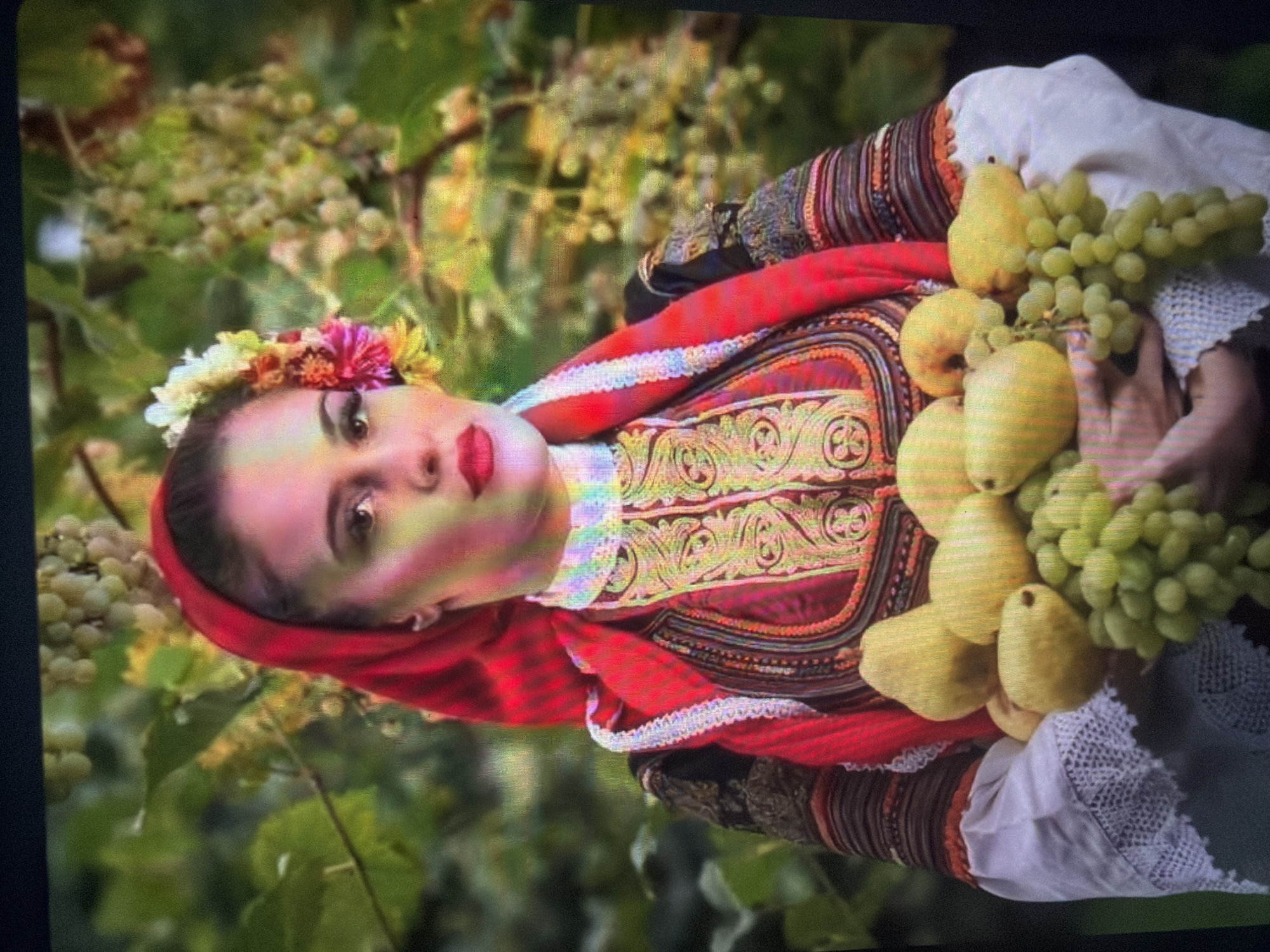 The image displays a woman positioned outdoors against a blurred backdrop of green foliage and grapevines, located in the city of Shumen, Bulgaria. The subject, a woman appearing to be in her 20s or 30s, looks directly forward with a neutral expression. Her hair is covered by a red headscarf, and a cluster of flowers, predominantly pink, white, and yellow, adorns the left side of her head. Her face exhibits a distinct pink and purple color cast. She is attired in traditional garments, including a white long-sleeved blouse featuring white lace cuffs, and a layered outer garment. This outer garment is dark red/maroon with intricate gold/yellow embroidery, complemented by dark, patterned sleeves. A red sash or additional scarf is draped over her shoulders. She holds a quantity of fruits in her hands, consisting of several yellow quinces or large pears, and two substantial bunches of light green grapes. The background foliage contains visible clusters of grapes, reinforcing a vineyard setting.
