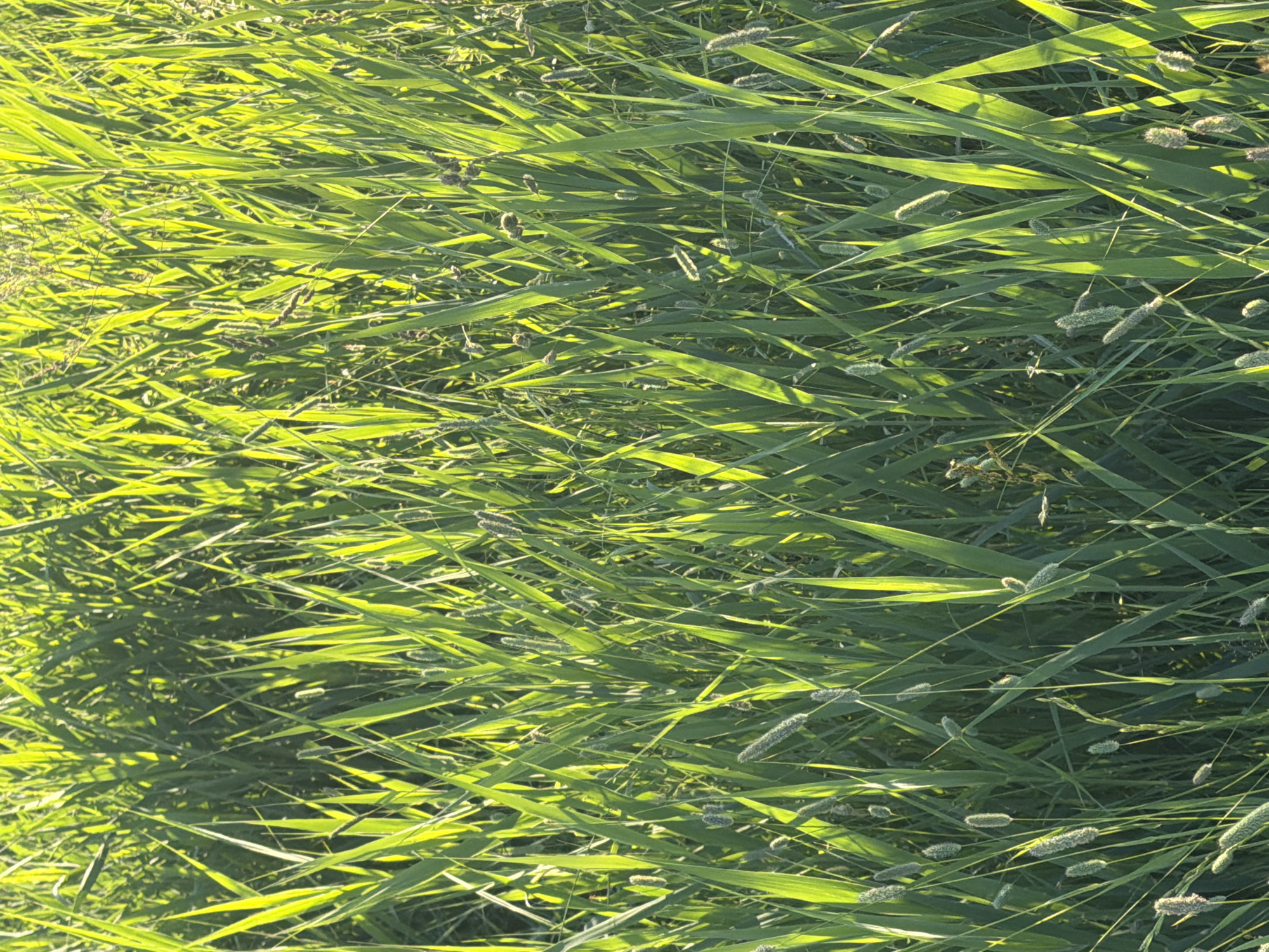 The image shows a dense field of tall green grass with some seed heads. The sun is shining brightly, creating highlights on the grass blades and casting shadows. The grass appears to be in a natural setting, possibly a meadow or field, with no signs of human construction or activity. The scene is likely outdoors in a rural area. No people or animals are visible in the image. The location in Satino-Russkoe, Russia, is not specified within the image itself, but based on the information provided, this image depicts a natural landscape in that region.